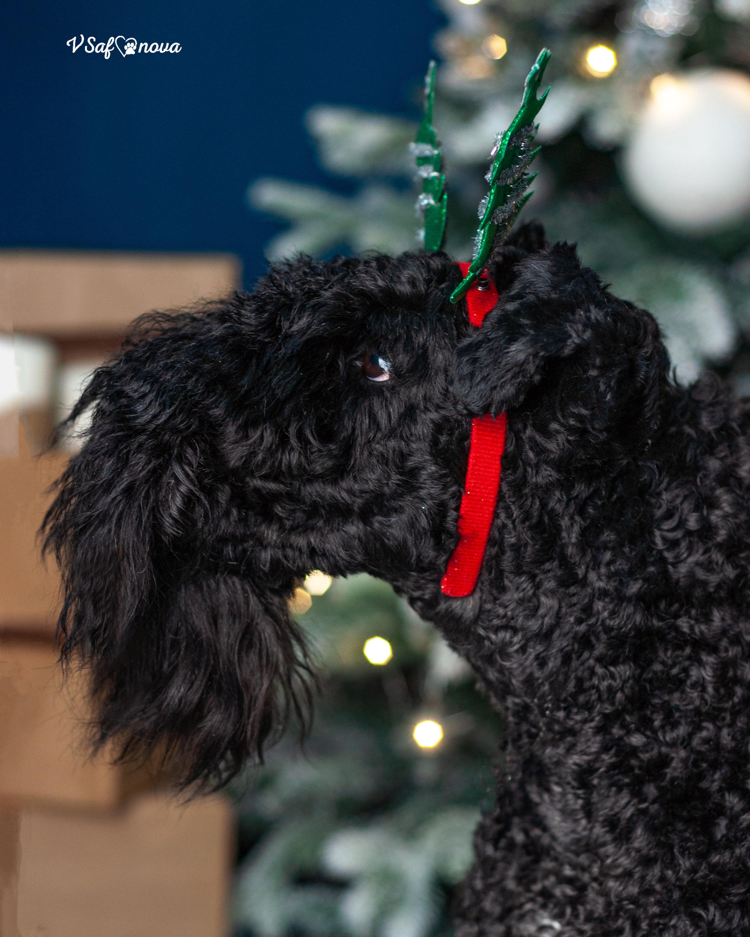 Гоша и Аня. Фотограф анималист Благовещенск. Сафонова Виктория