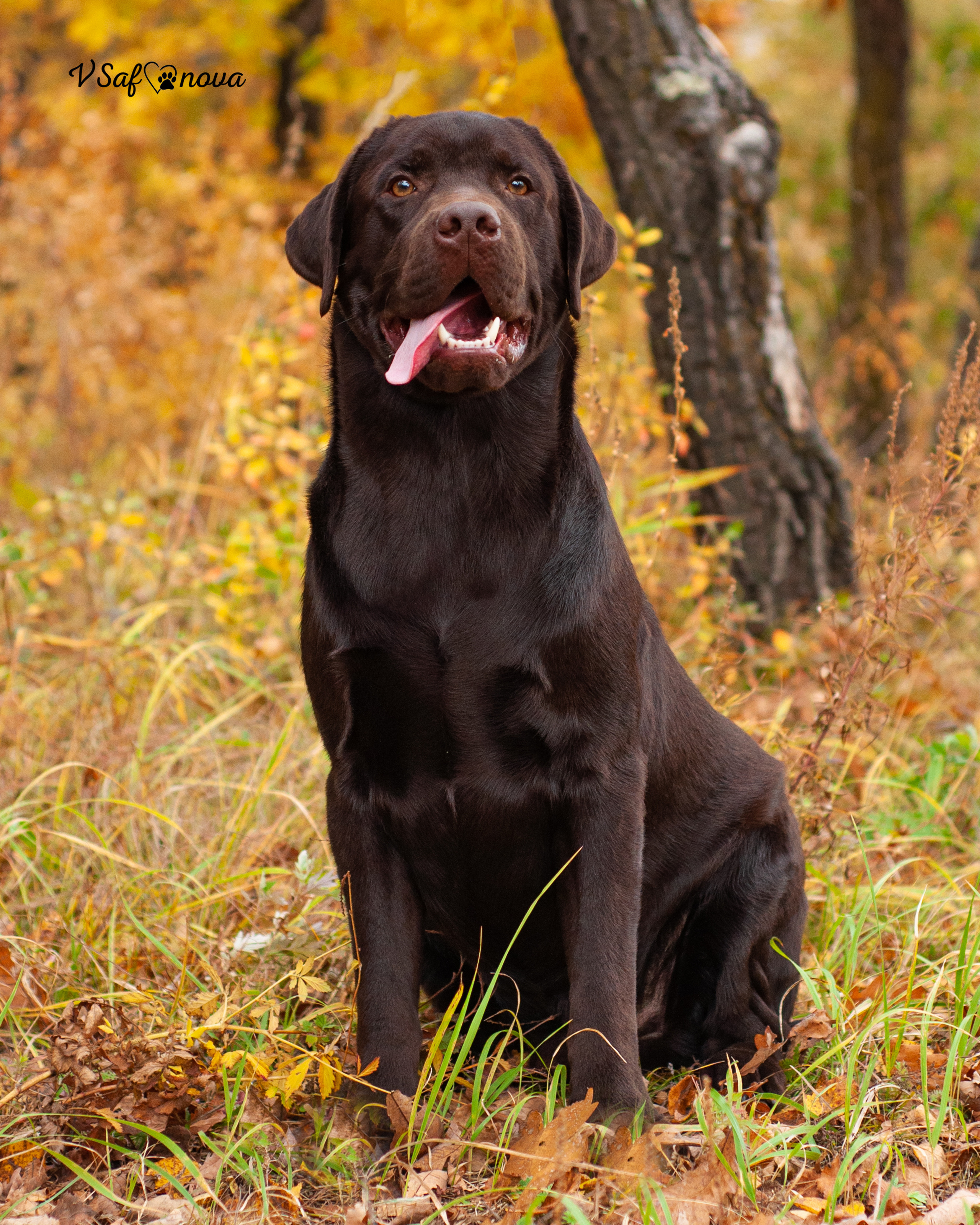 Саша и лабрадоры 03.10.2021. Фотограф анималист Благовещенск. Сафонова Виктория
