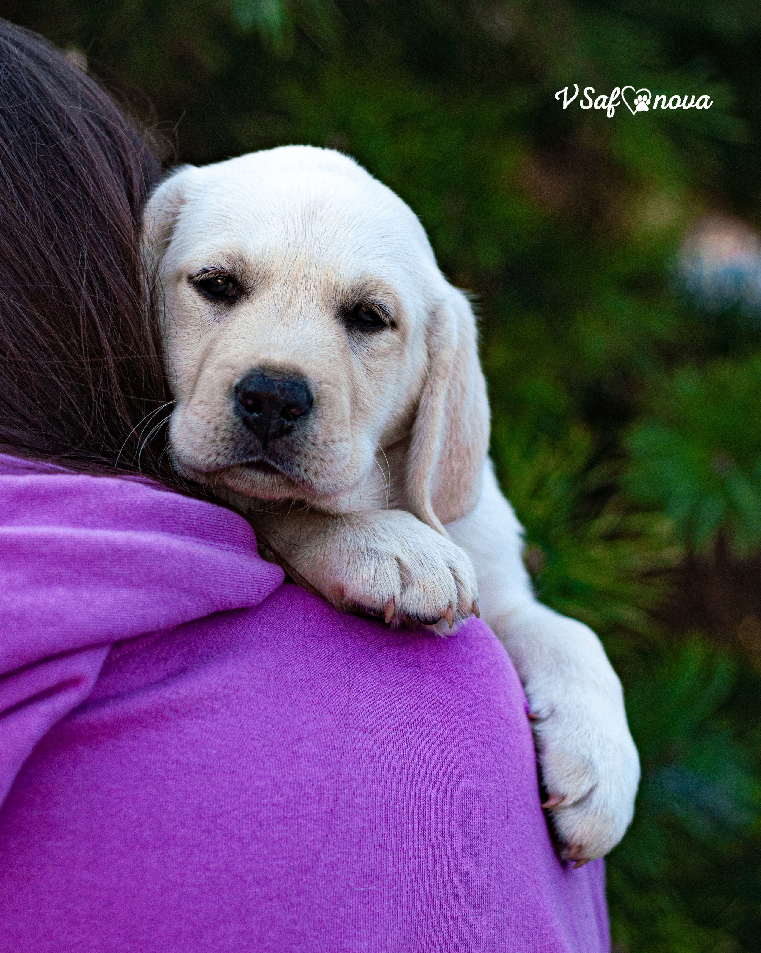 Лабродорчики 26.09.2021. Фотограф анималист Благовещенск. Сафонова Виктория