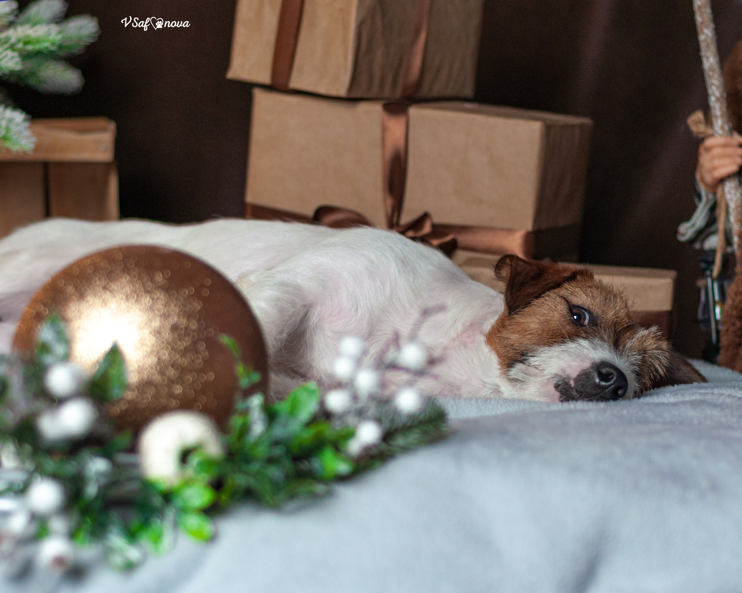 Перчик. Фотограф анималист Благовещенск. Сафонова Виктория