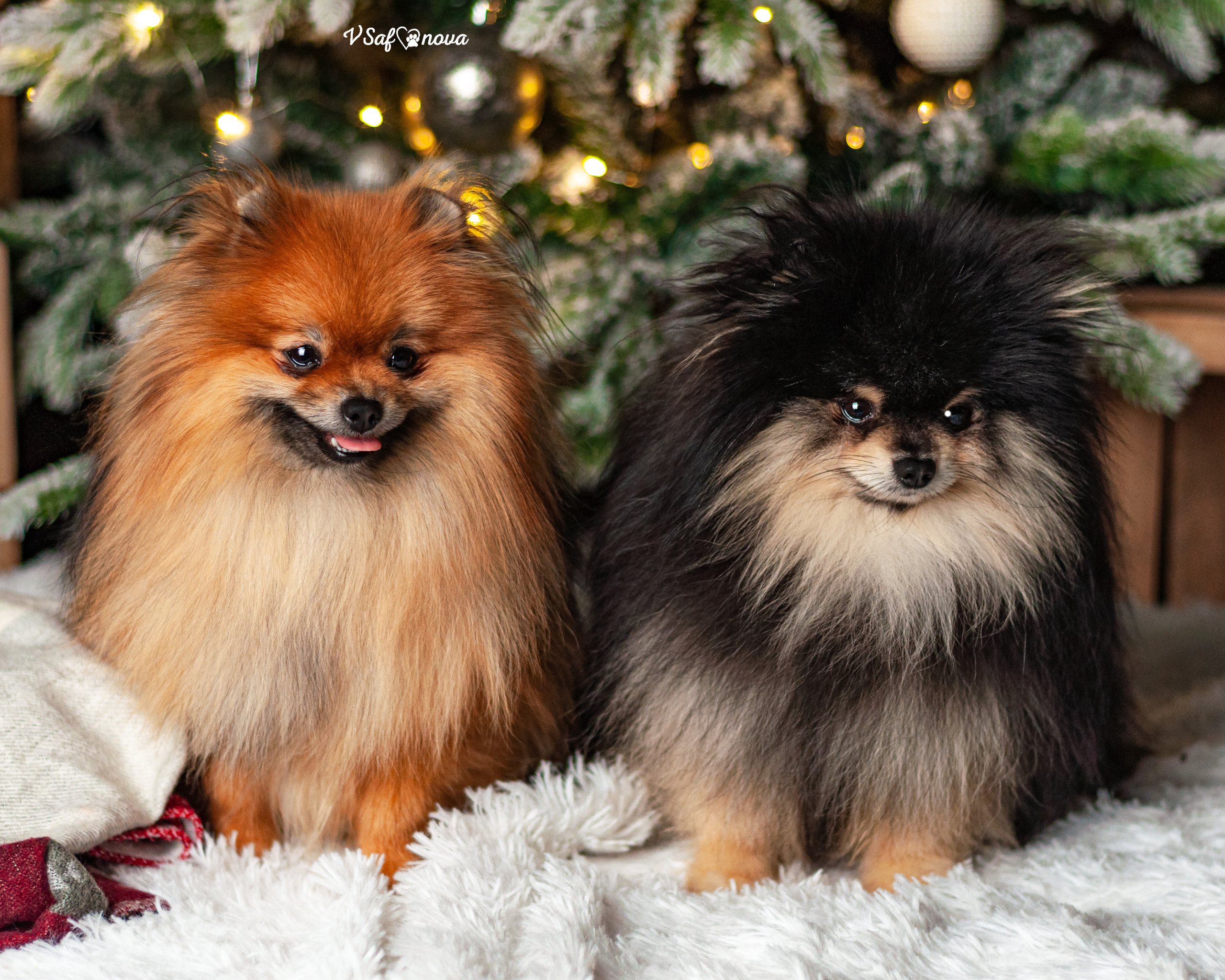 Ральф и Стейси. Фотограф анималист Благовещенск. Сафонова Виктория