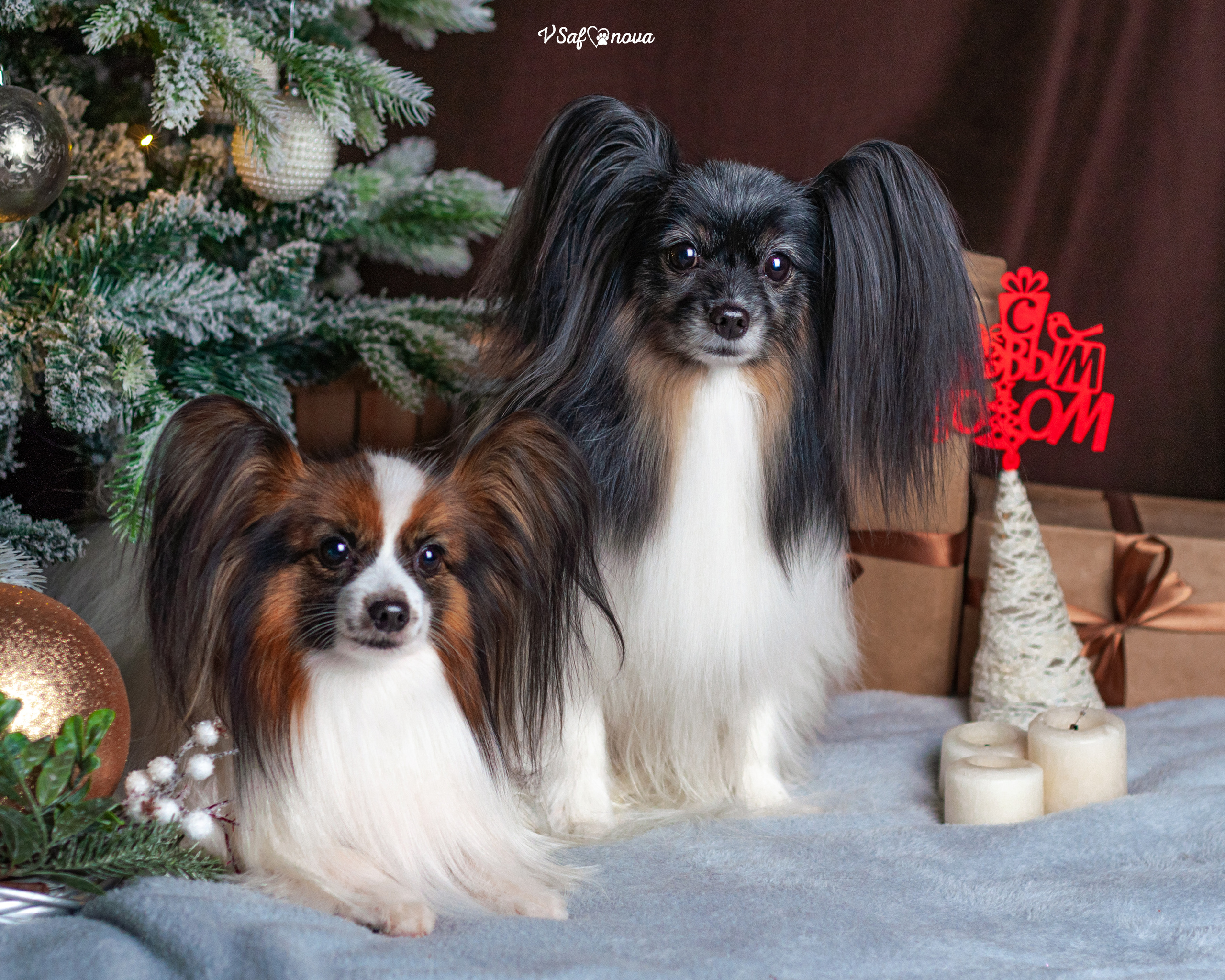 Шустрый и Федя. Фотограф анималист Благовещенск. Сафонова Виктория