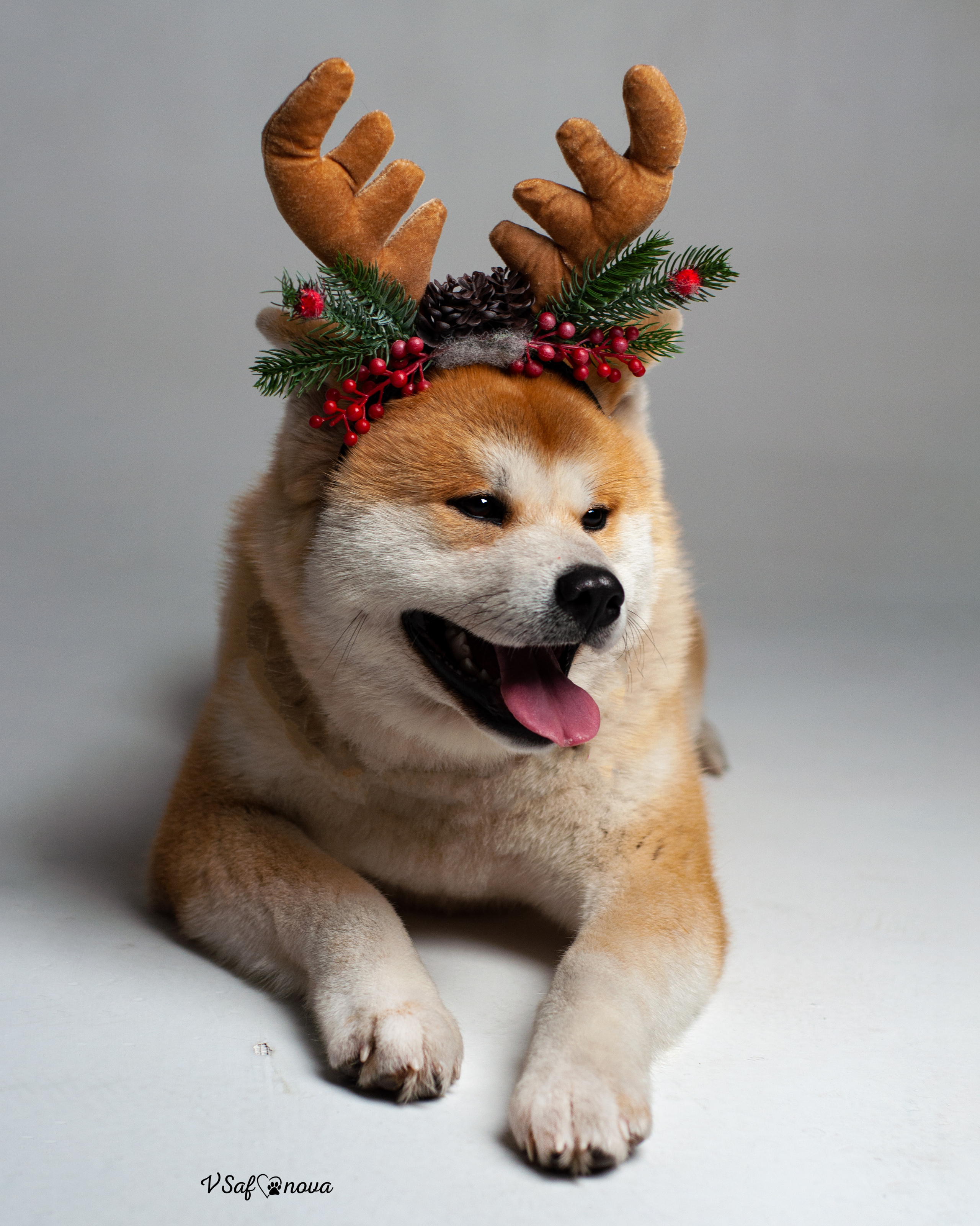 Ёма и Кирюша. Фотограф анималист Благовещенск. Сафонова Виктория