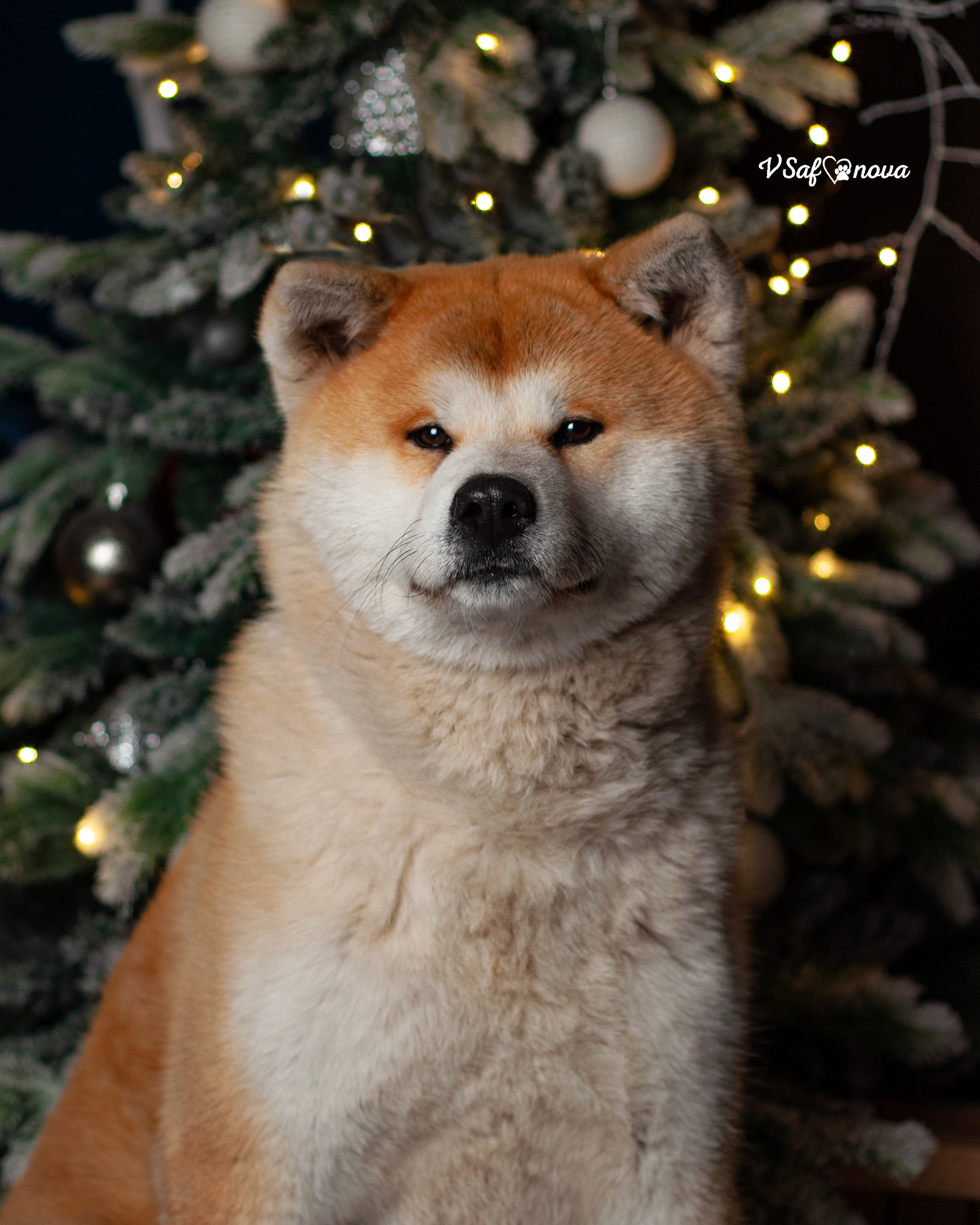 Ёма и Кирюша. Фотограф анималист Благовещенск. Сафонова Виктория