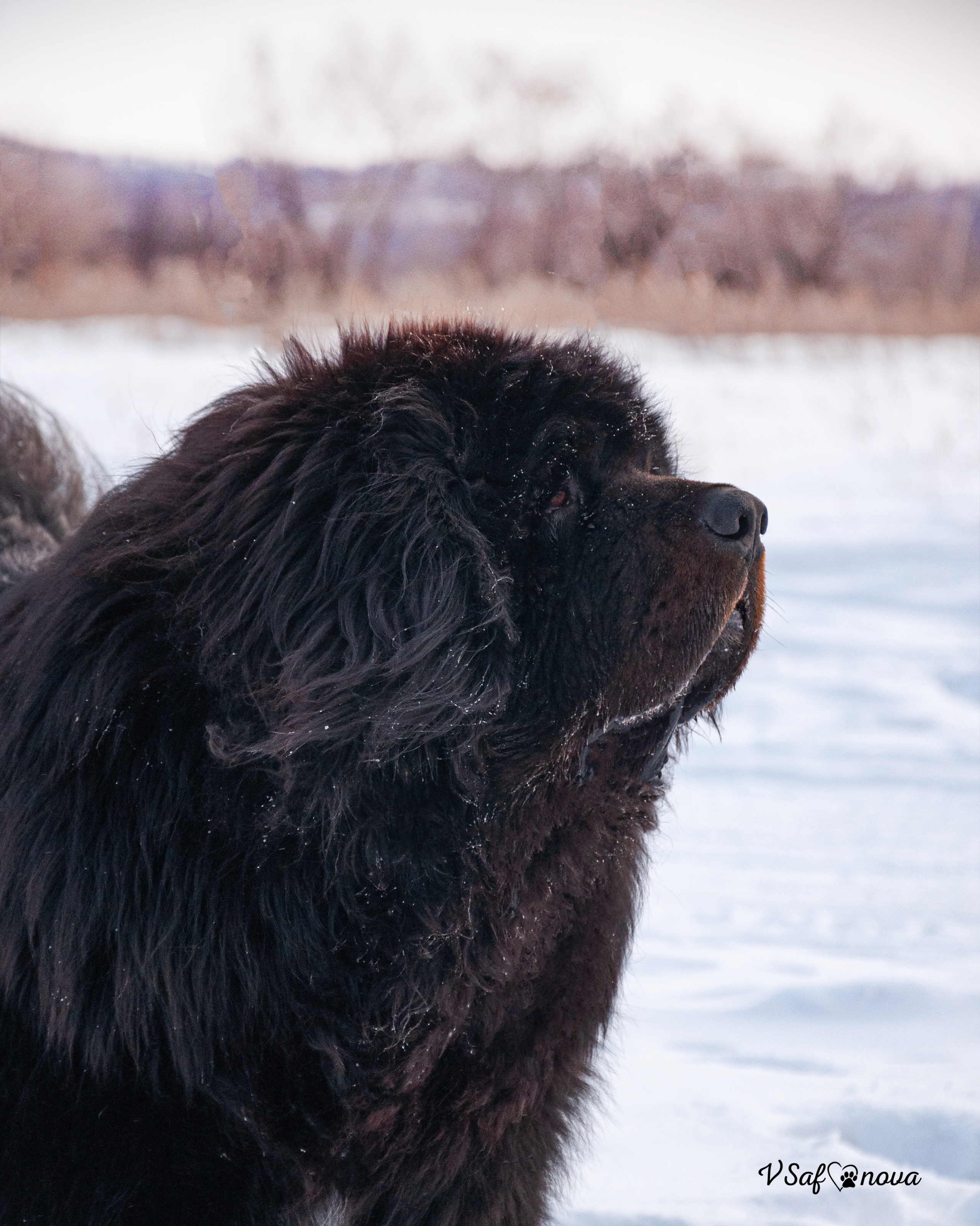 Ира и Ричи 29.01.2022. Фотограф анималист Благовещенск. Сафонова Виктория