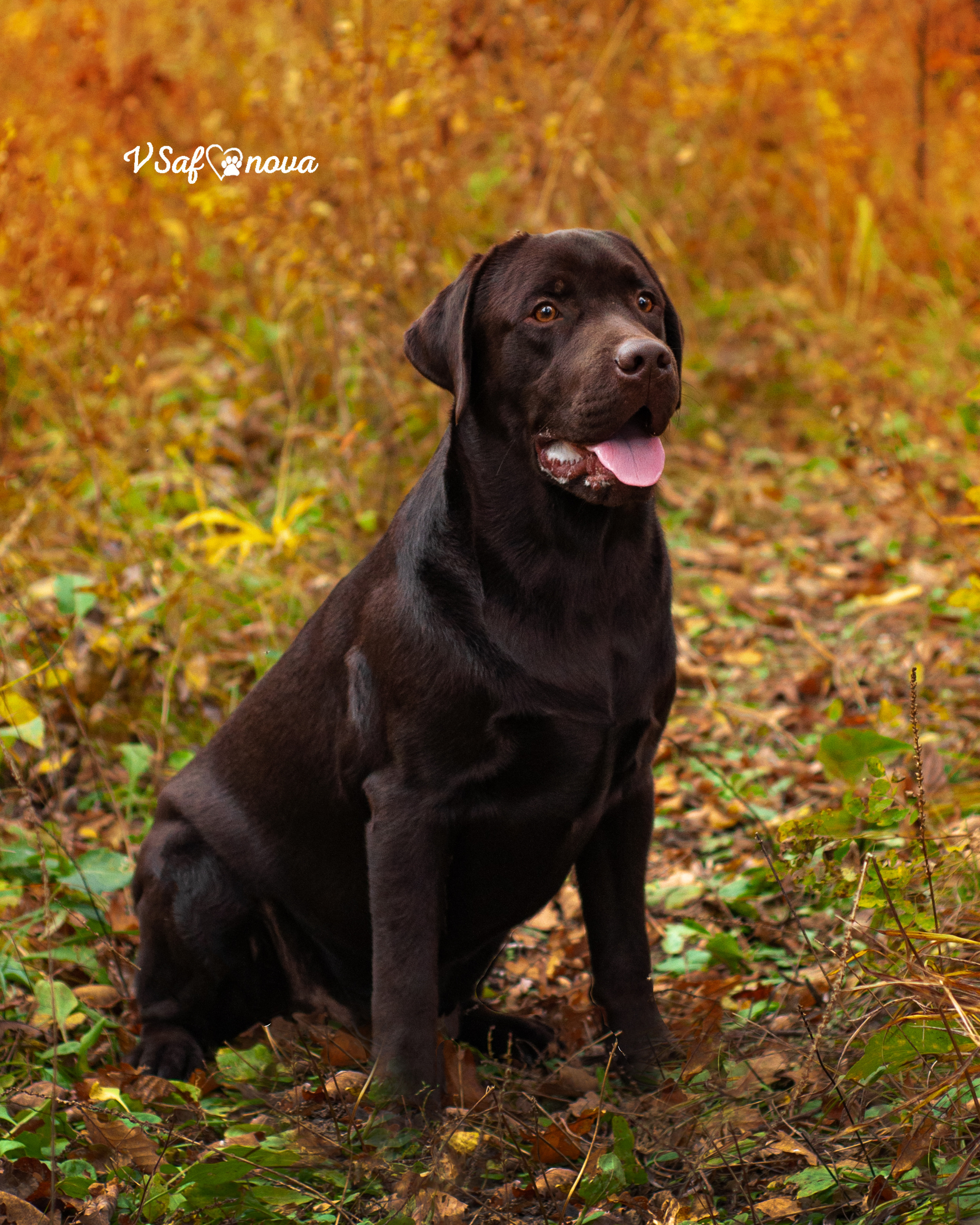 Саша и лабрадоры 03.10.2021. Фотограф анималист Благовещенск. Сафонова Виктория