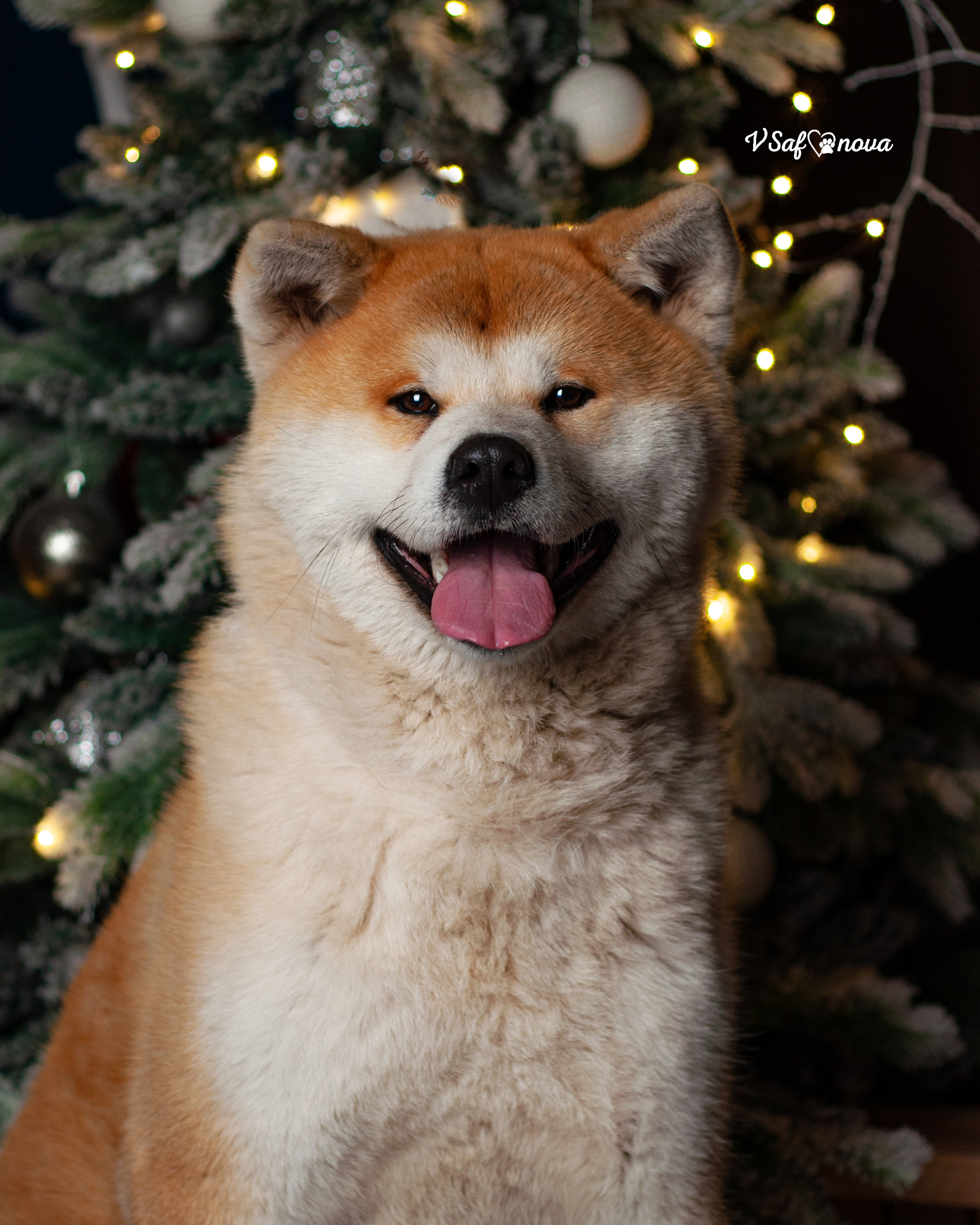 Ёма и Кирюша. Фотограф анималист Благовещенск. Сафонова Виктория