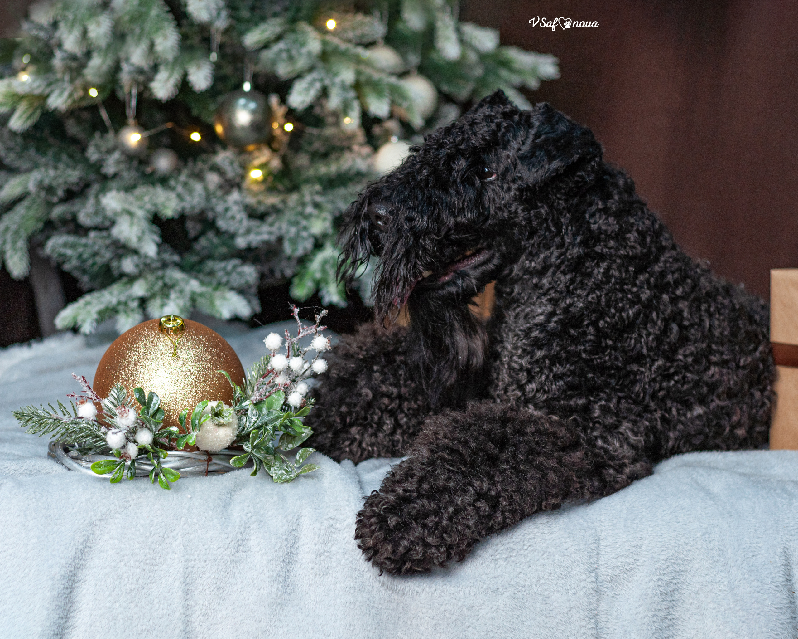 Гоша и Аня. Фотограф анималист Благовещенск. Сафонова Виктория