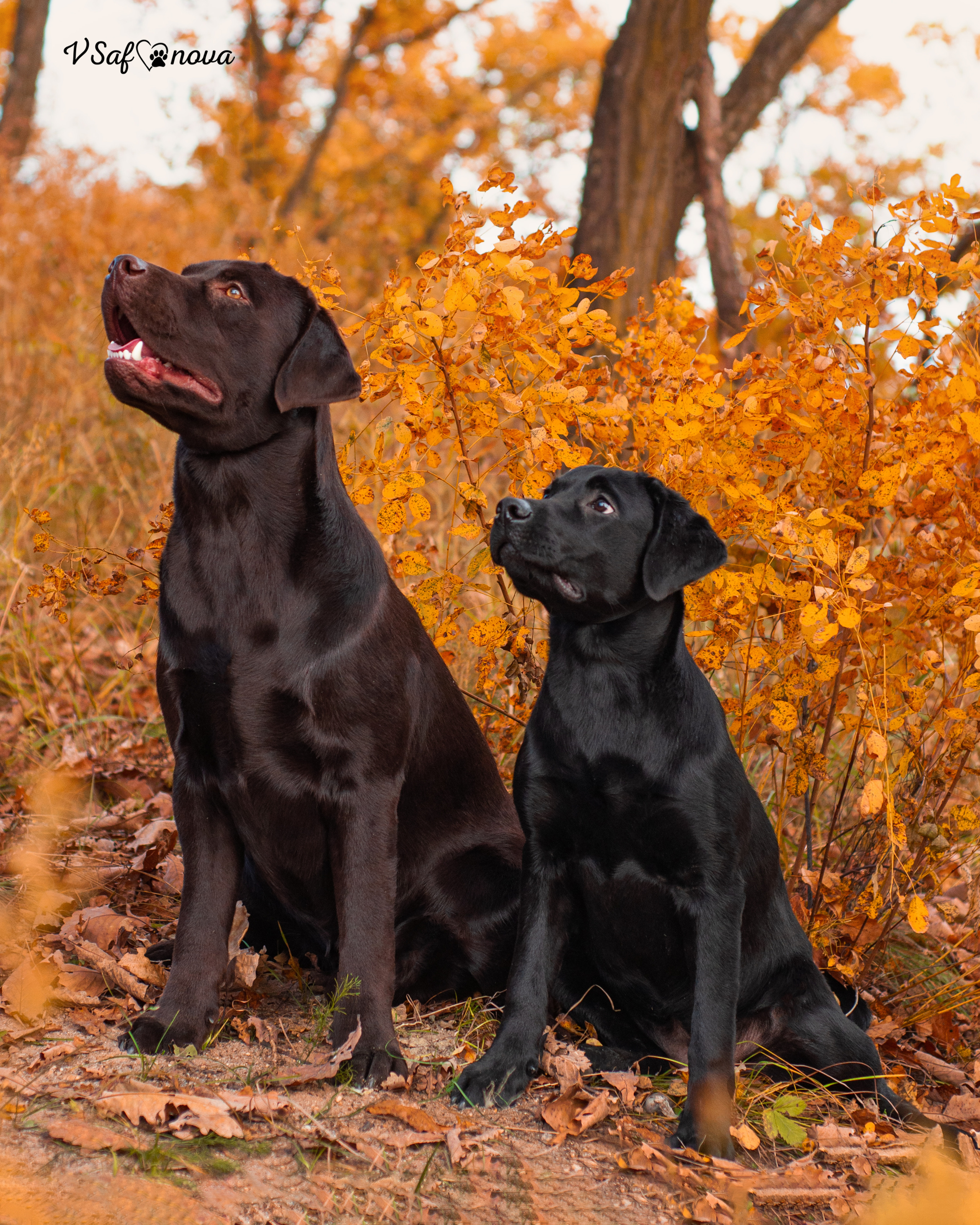 Саша и лабрадоры 03.10.2021. Фотограф анималист Благовещенск. Сафонова Виктория