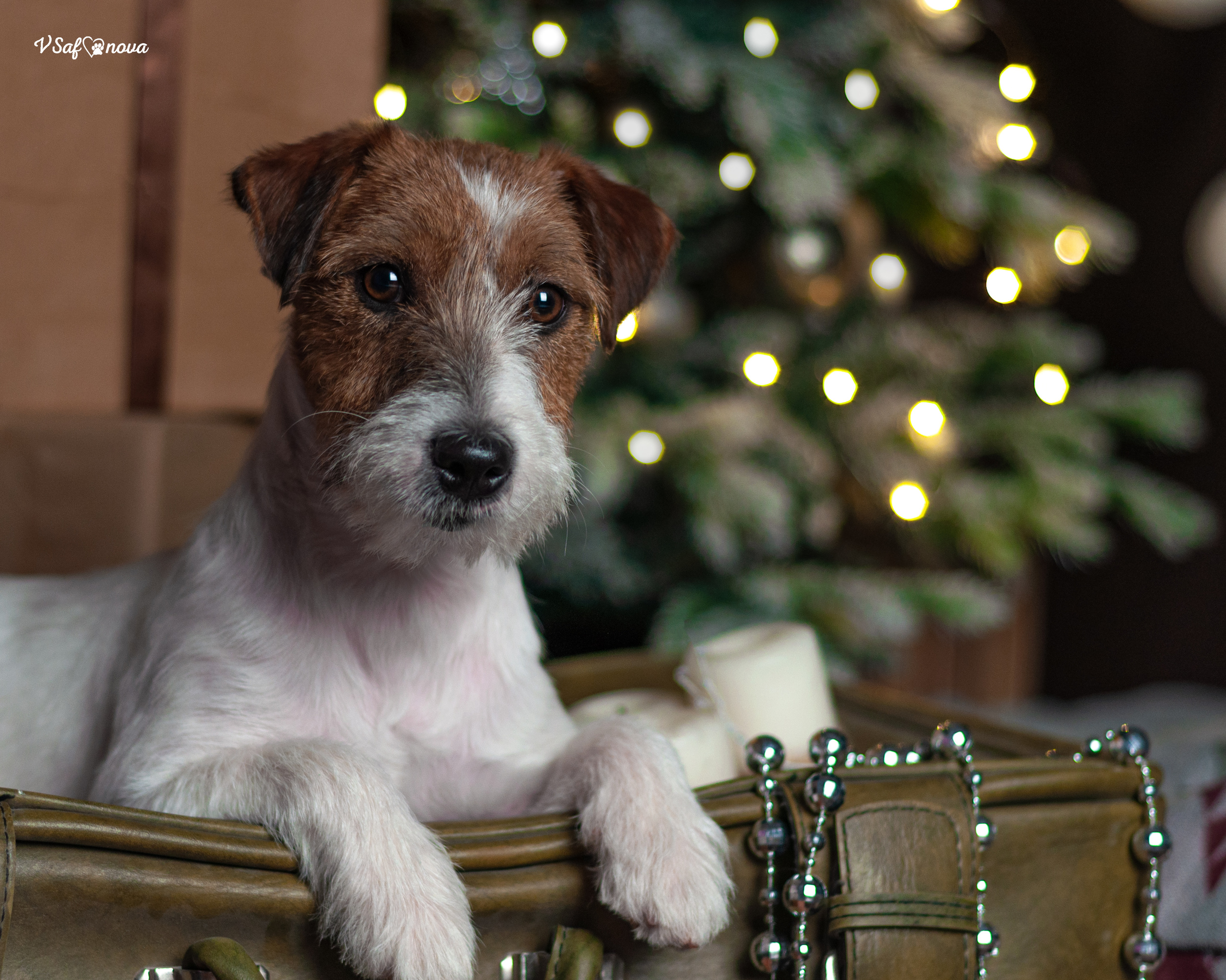 Перчик. Фотограф анималист Благовещенск. Сафонова Виктория