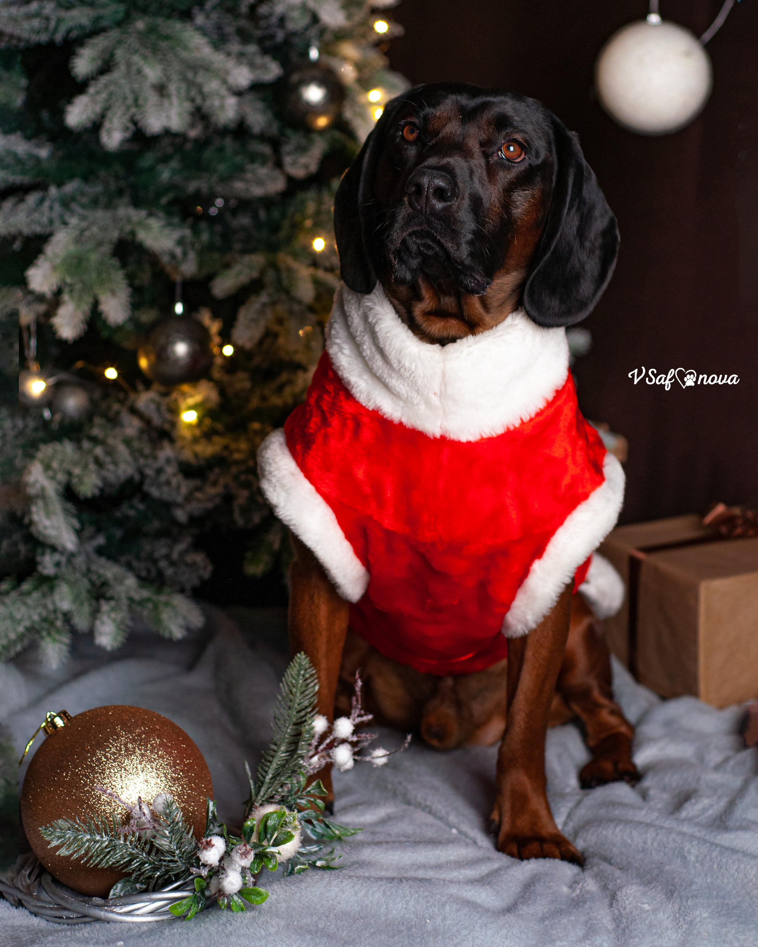 Флай. Фотограф анималист Благовещенск. Сафонова Виктория