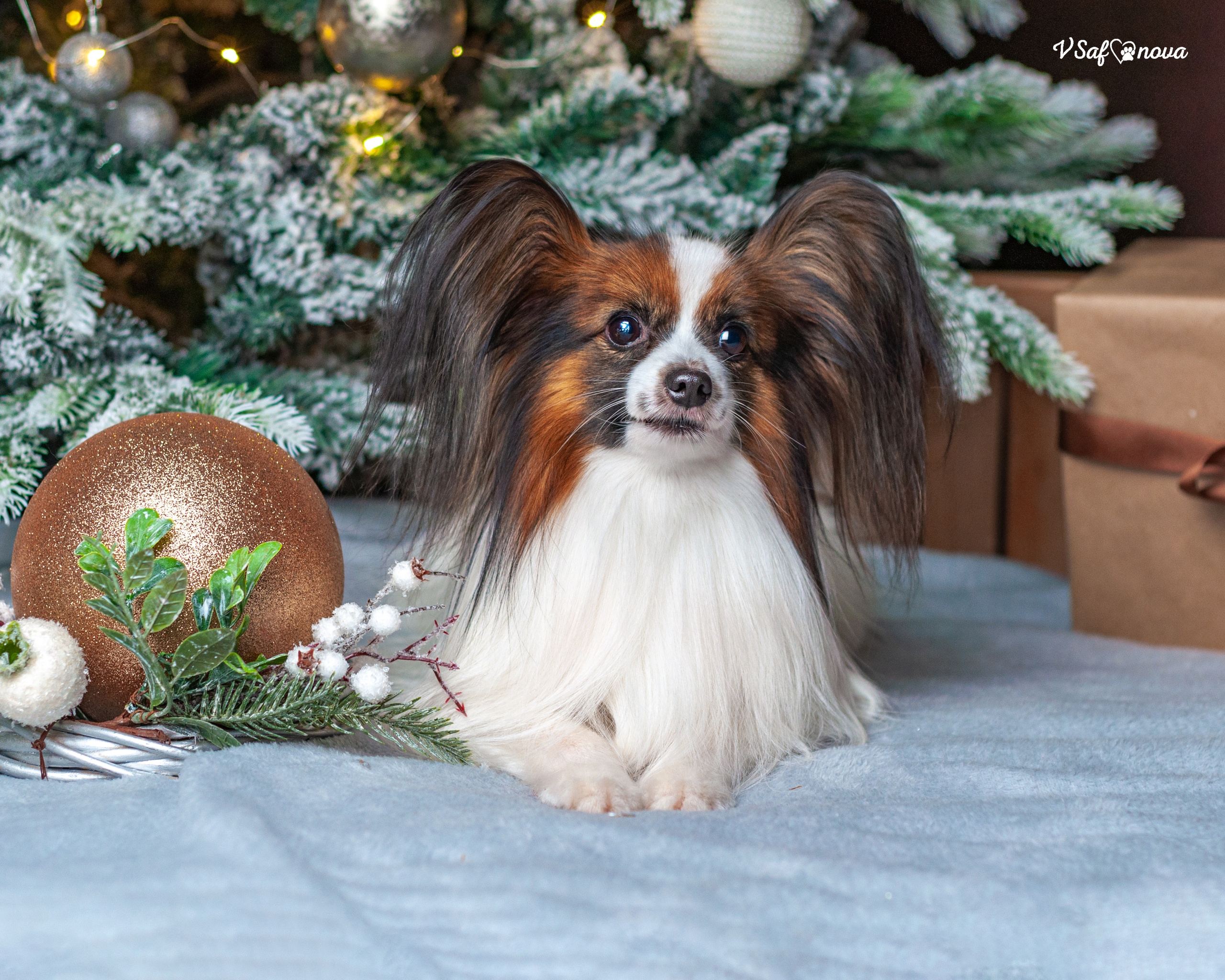 Шустрый и Федя. Фотограф анималист Благовещенск. Сафонова Виктория