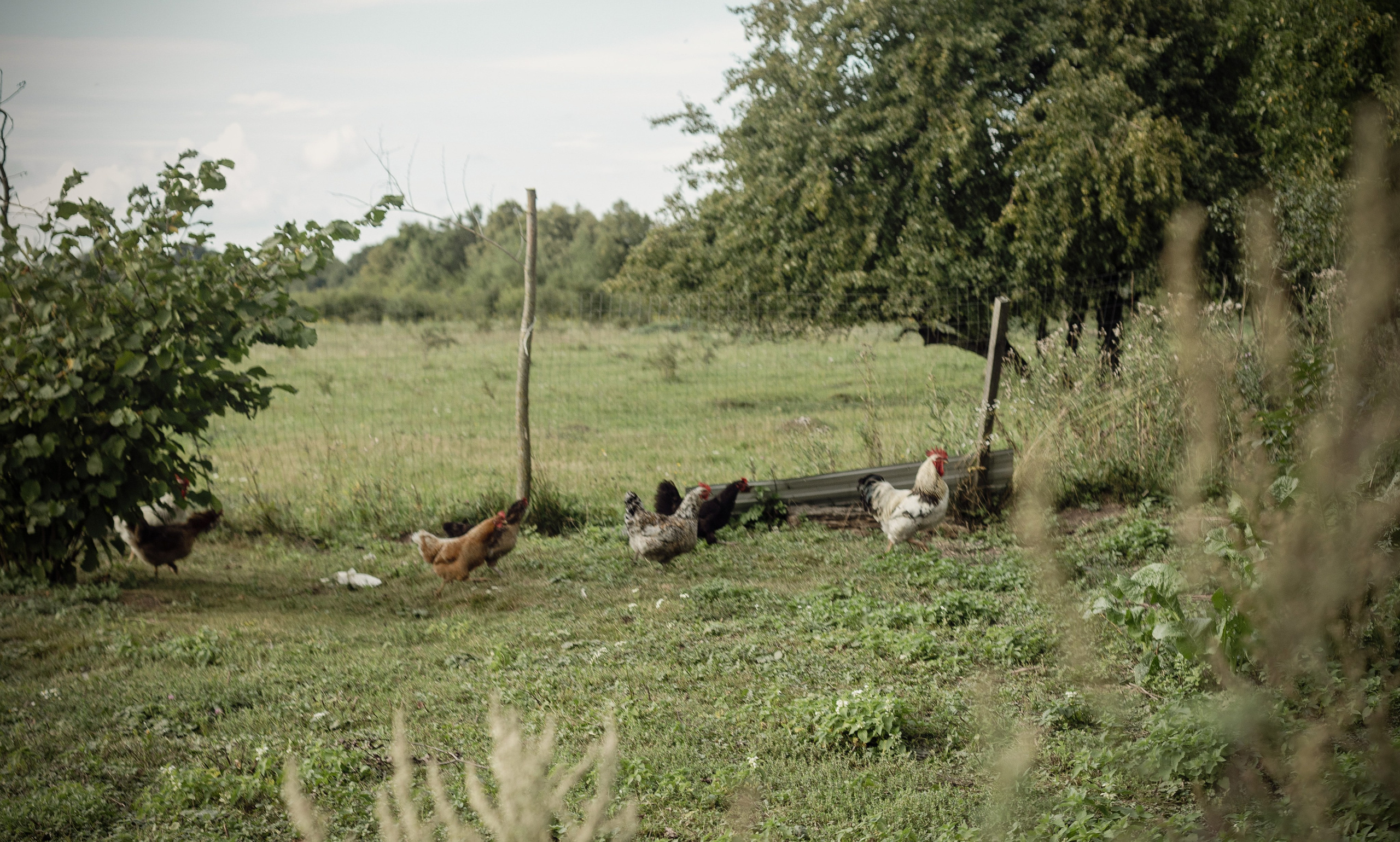 В деревне. Портретный фотограф в Калининграде Алеся Раух