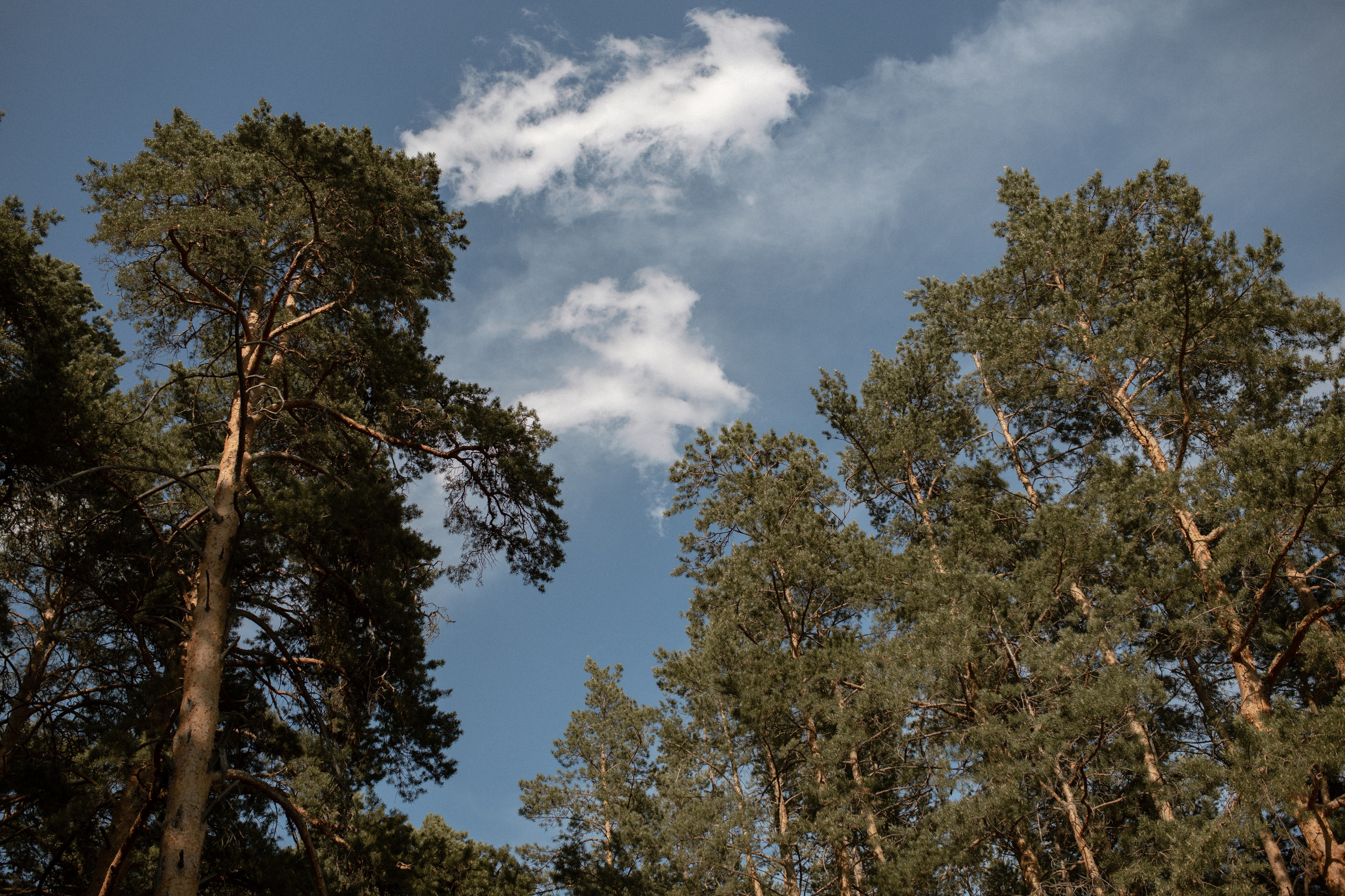 Ильдар и Евгения (полный день). Свадебный фотограф Екатерина Черкасская