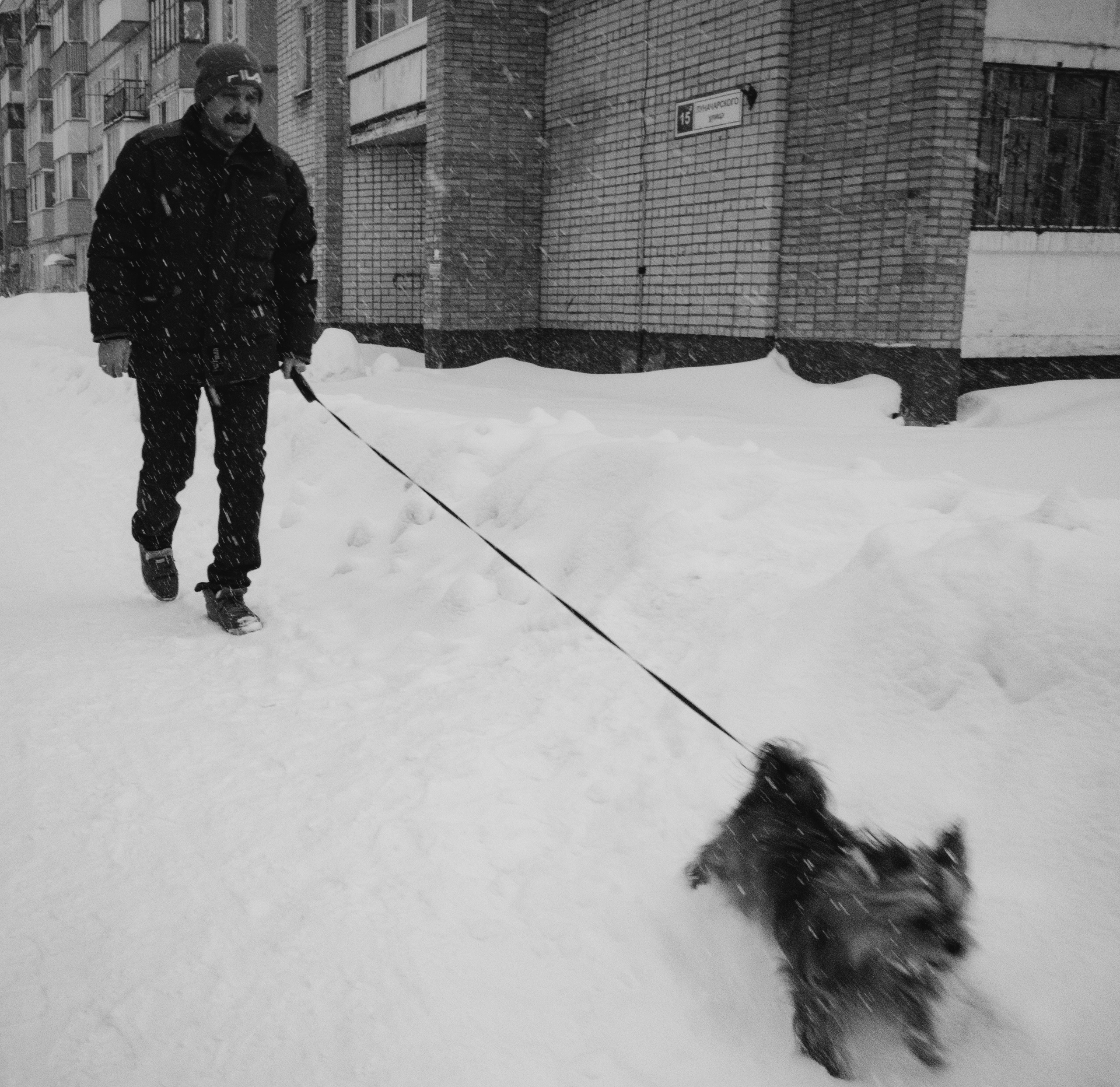 Собаки. Фотограф Александр Тихонов