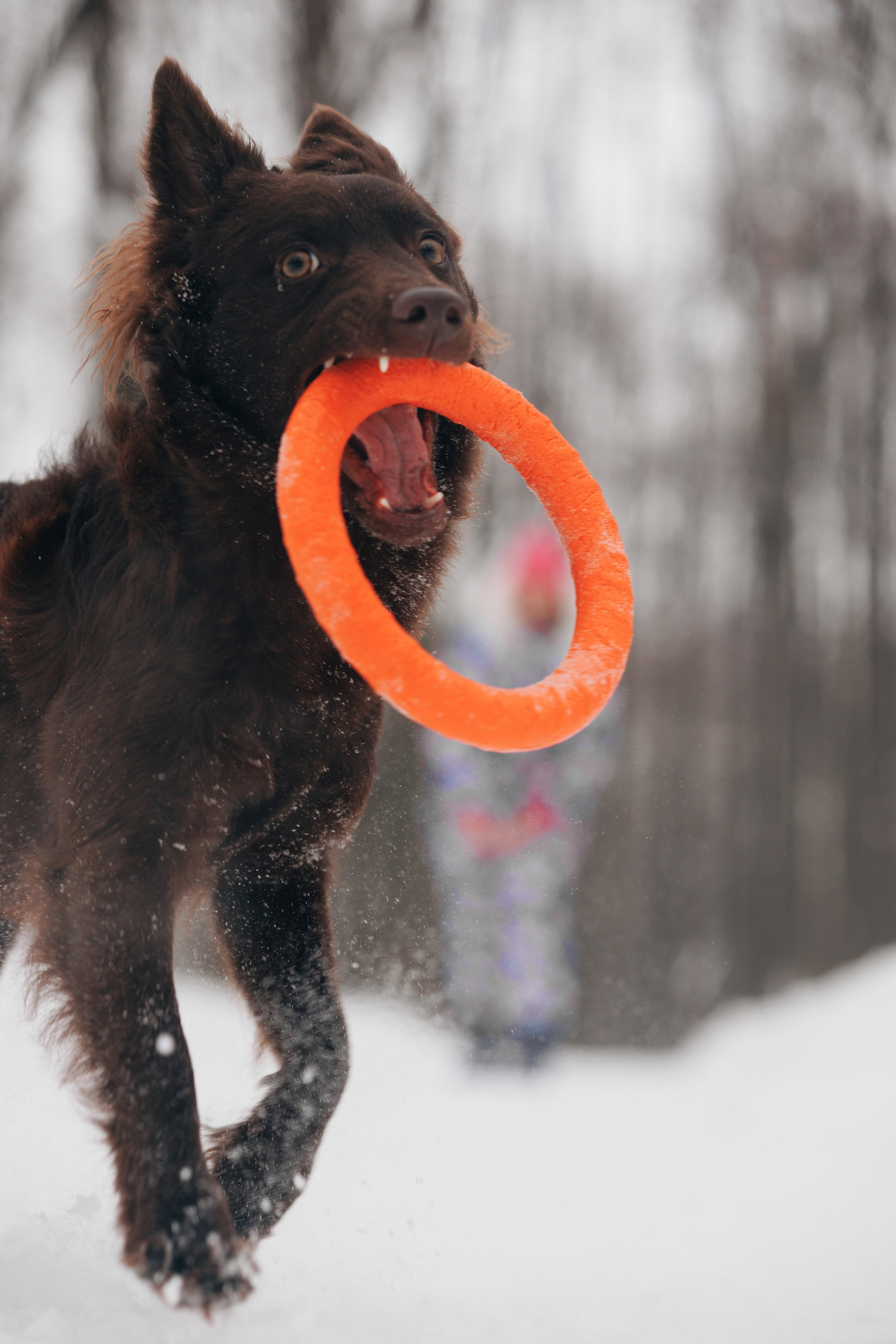 Соня и Персей в Нескучном саду. Фотограф анималист Кристина Карпова, Москва