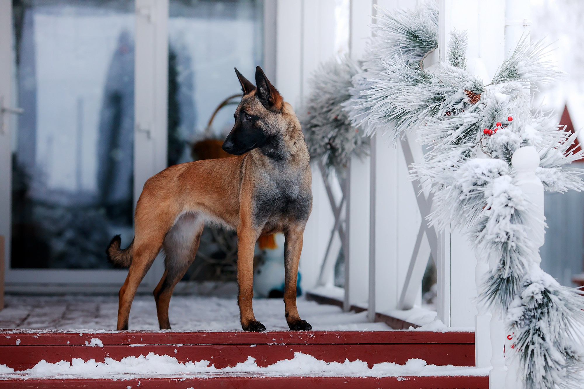 Зимние портреты. Фотограф-анималист Mary Mart — Москва, Питер