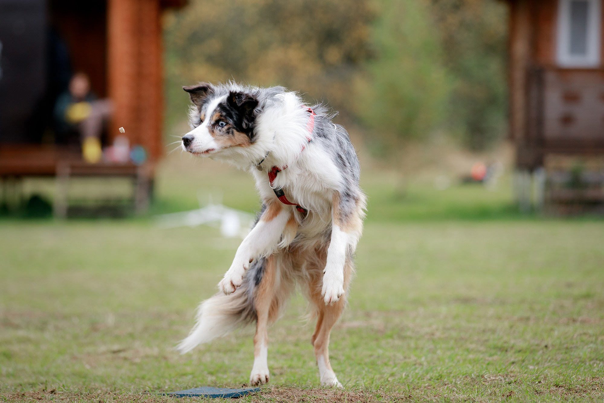 Лагерь по ОБД с Инной Баженовой. Фотограф-анималист Mary Mart — Москва, Питер