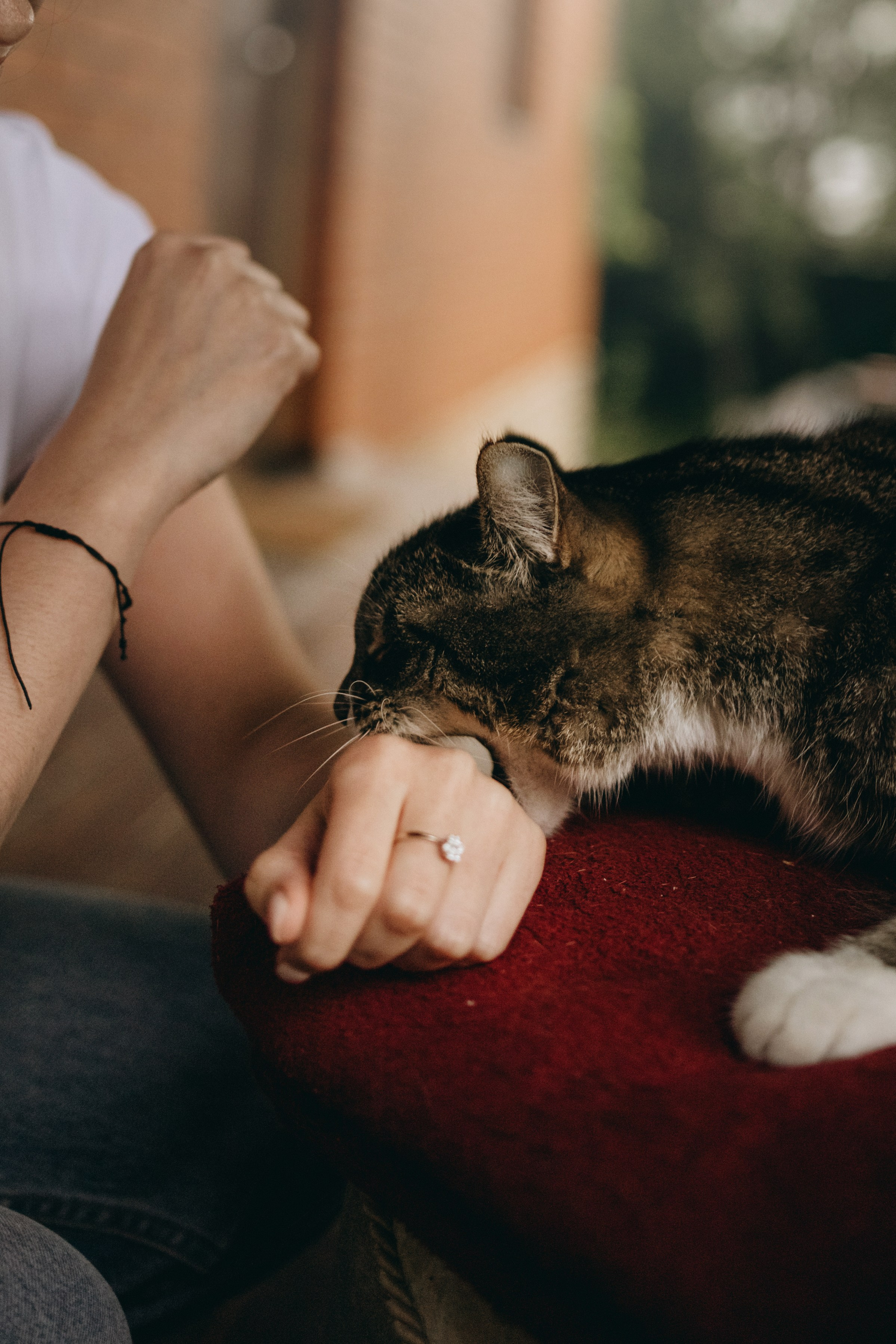 Софа и ее хвостики. Фотограф — Анималист | Санкт-Петербург