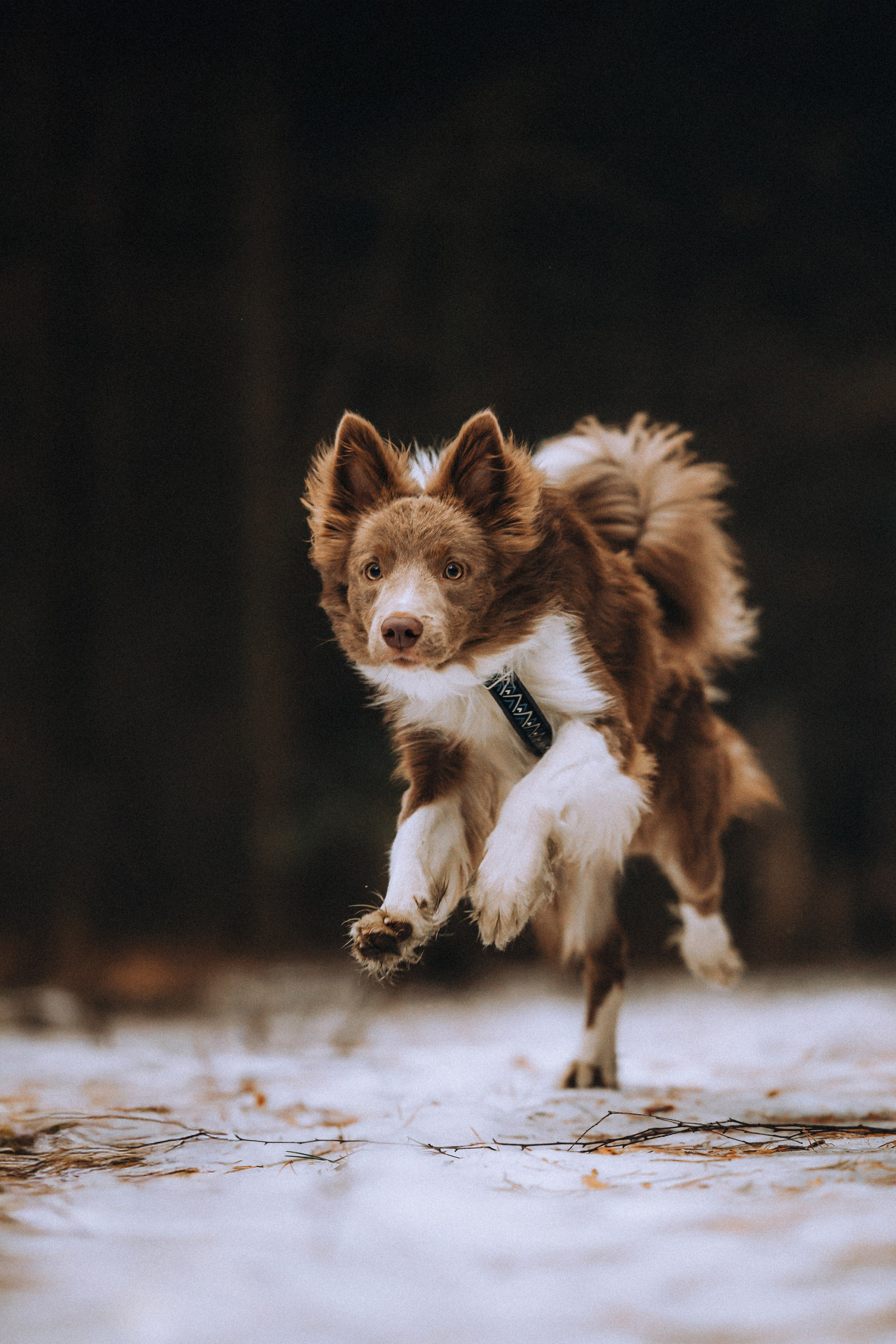 Полина, Милли и Паддингтон