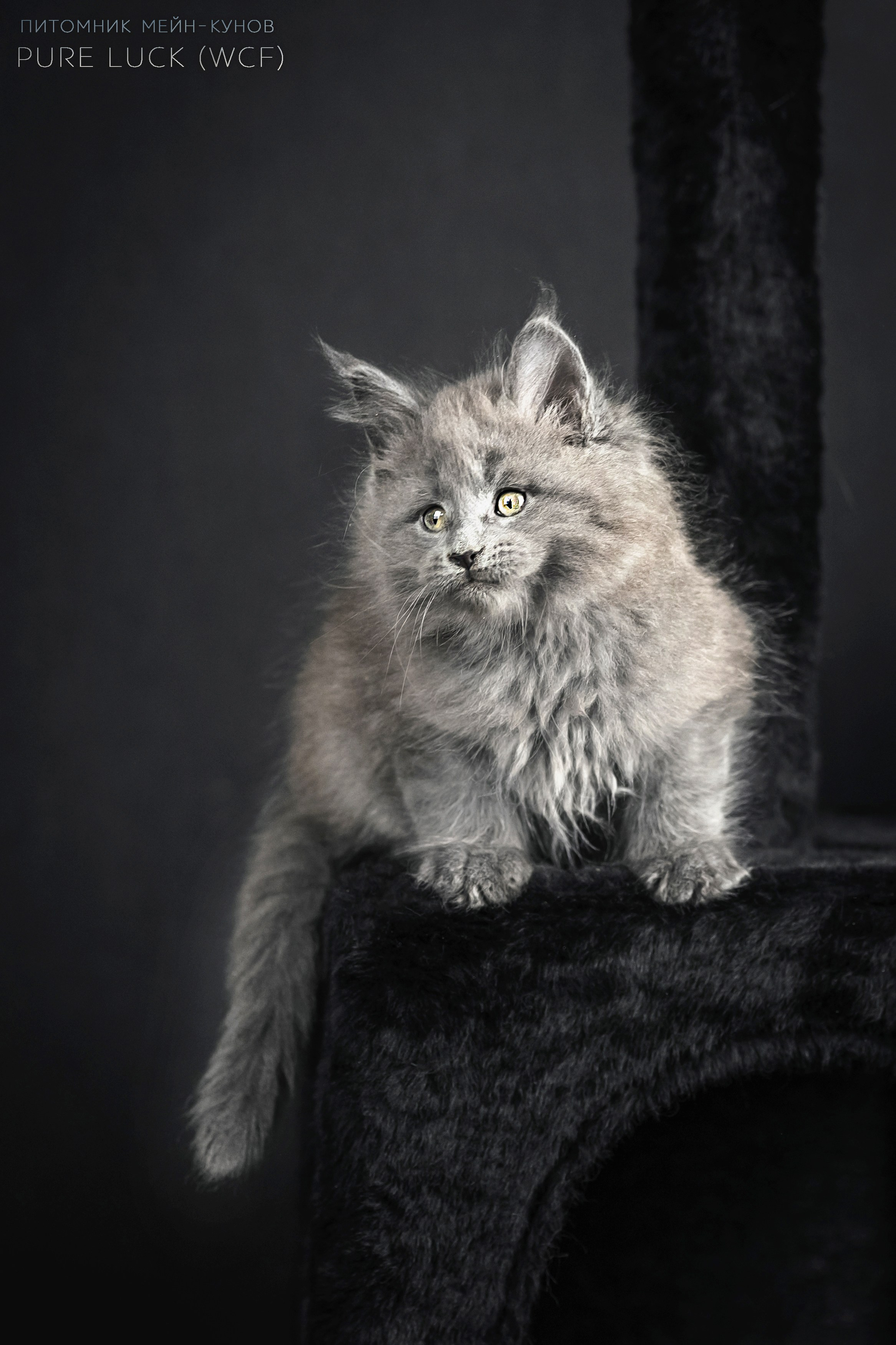 Куны. Фотограф анималист Аня Ливанова | Рыбинск