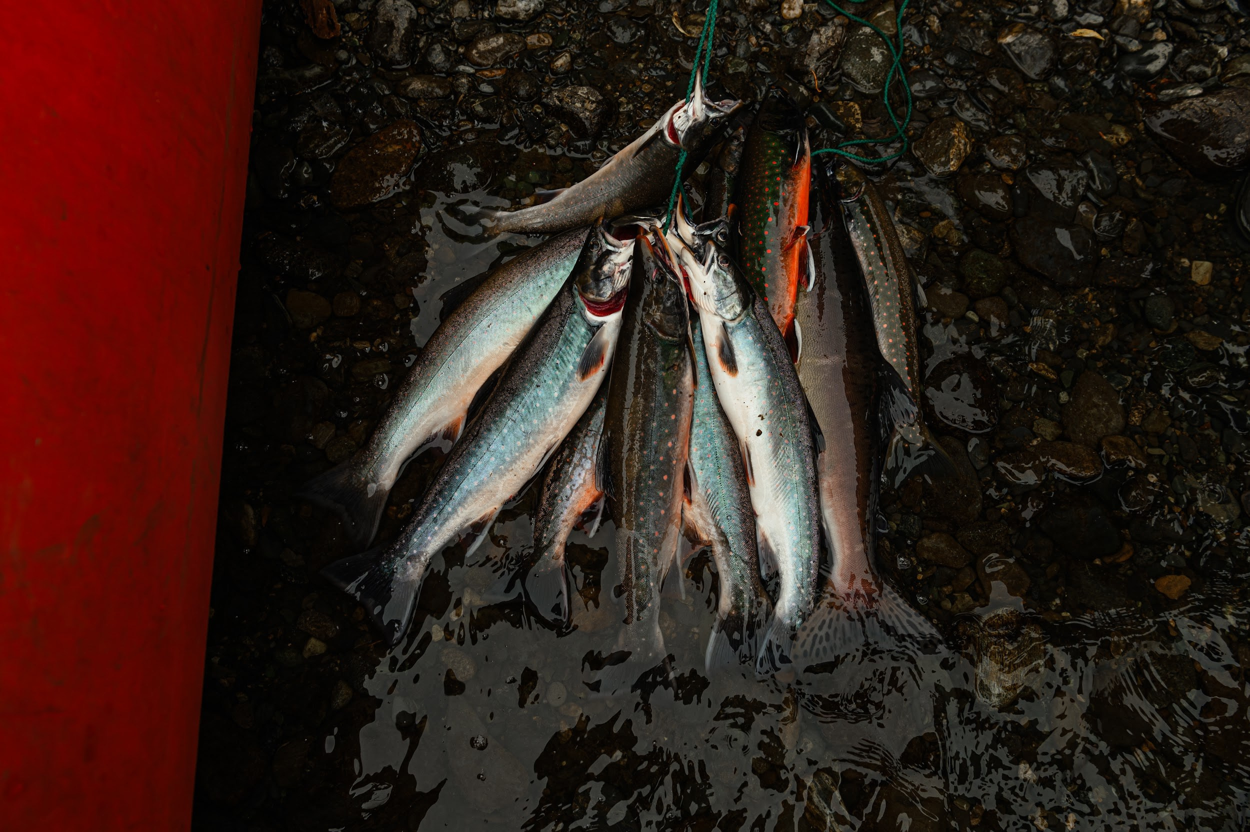 Камчатка 08.2024. Фотограф Марина Росси