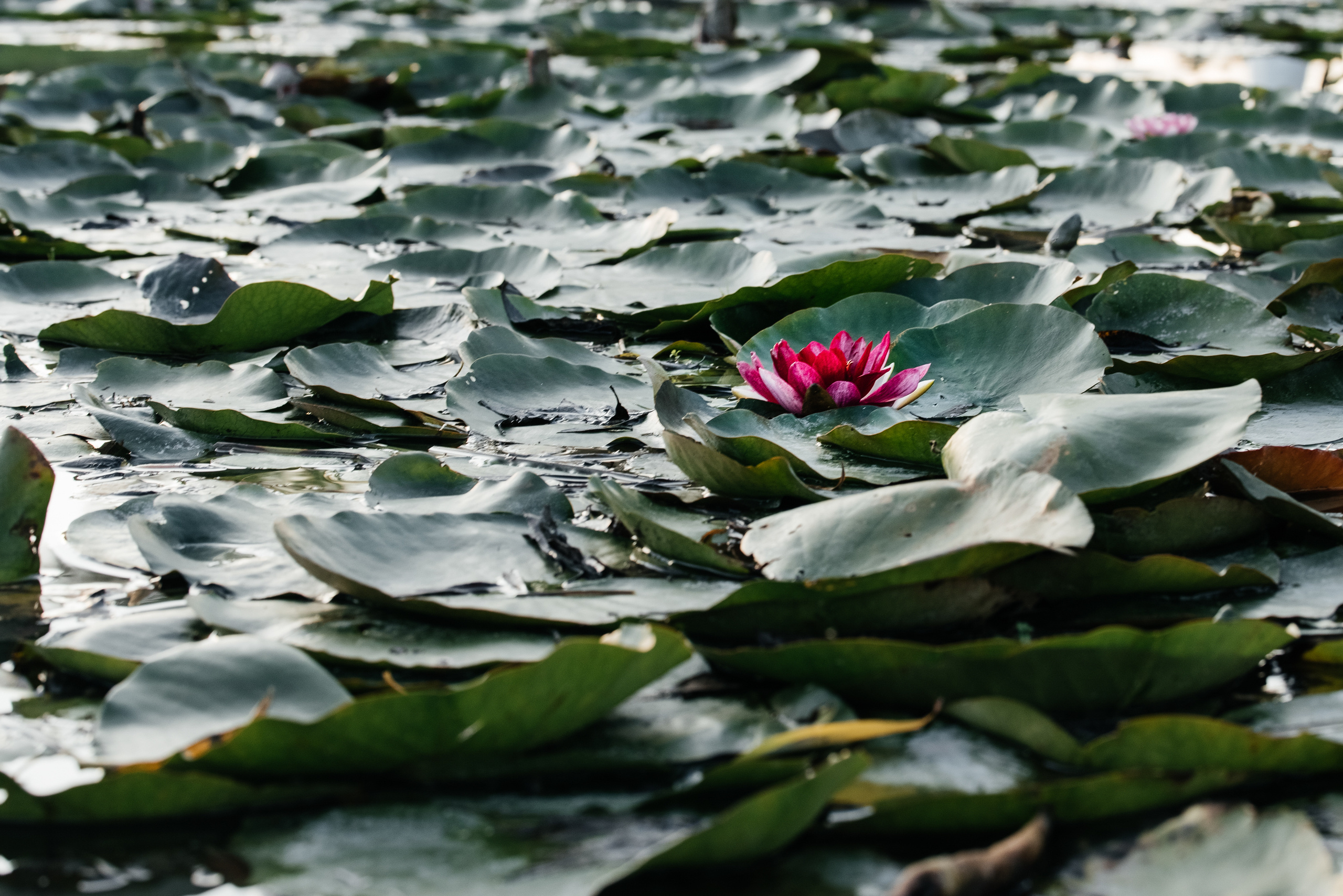 Влад & Алина. Свадебный фотограф в Новороссийске Александр Абрамян