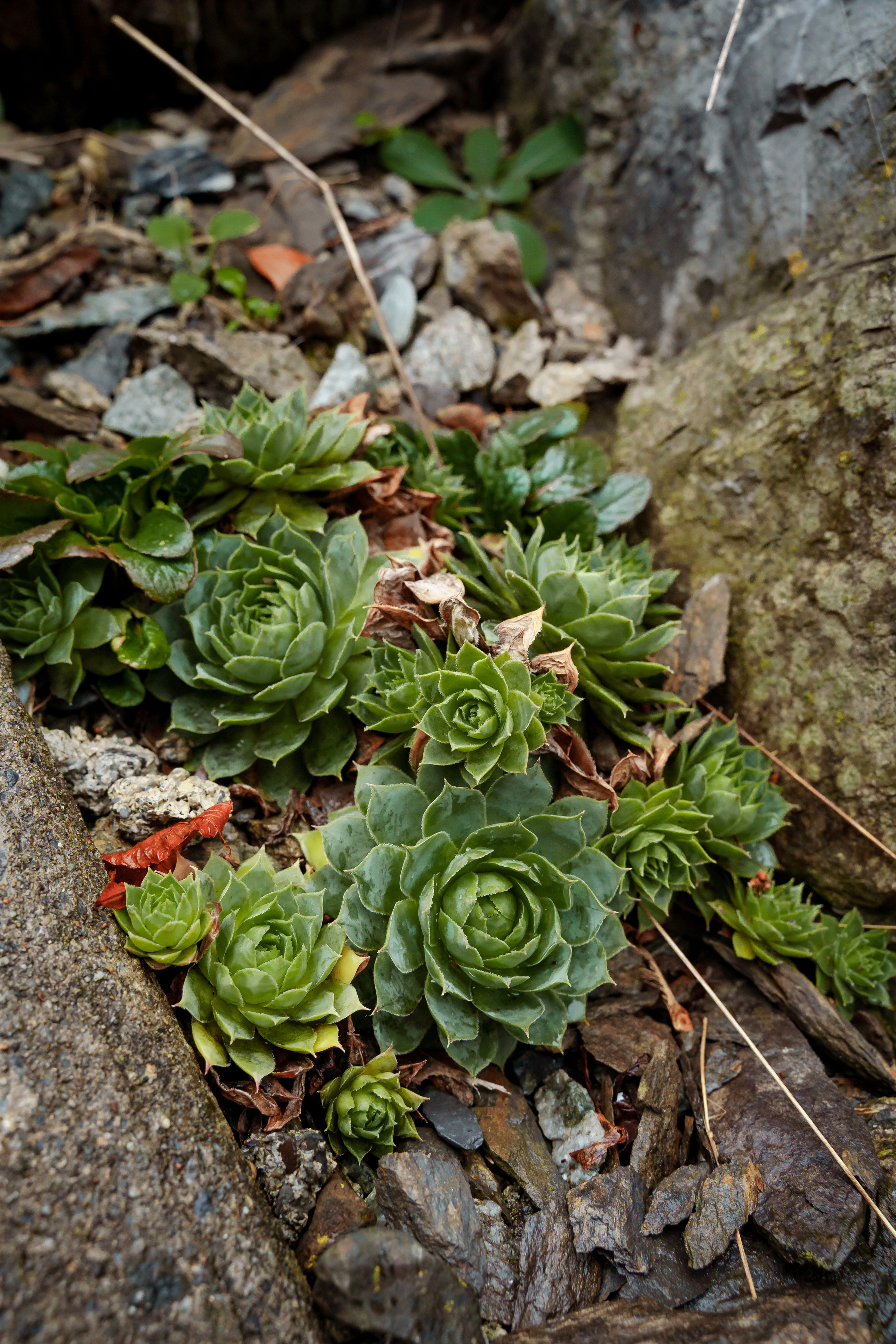 Свадебная фотосессия в Швейцарии, свадебный фотограф в Швейцарии