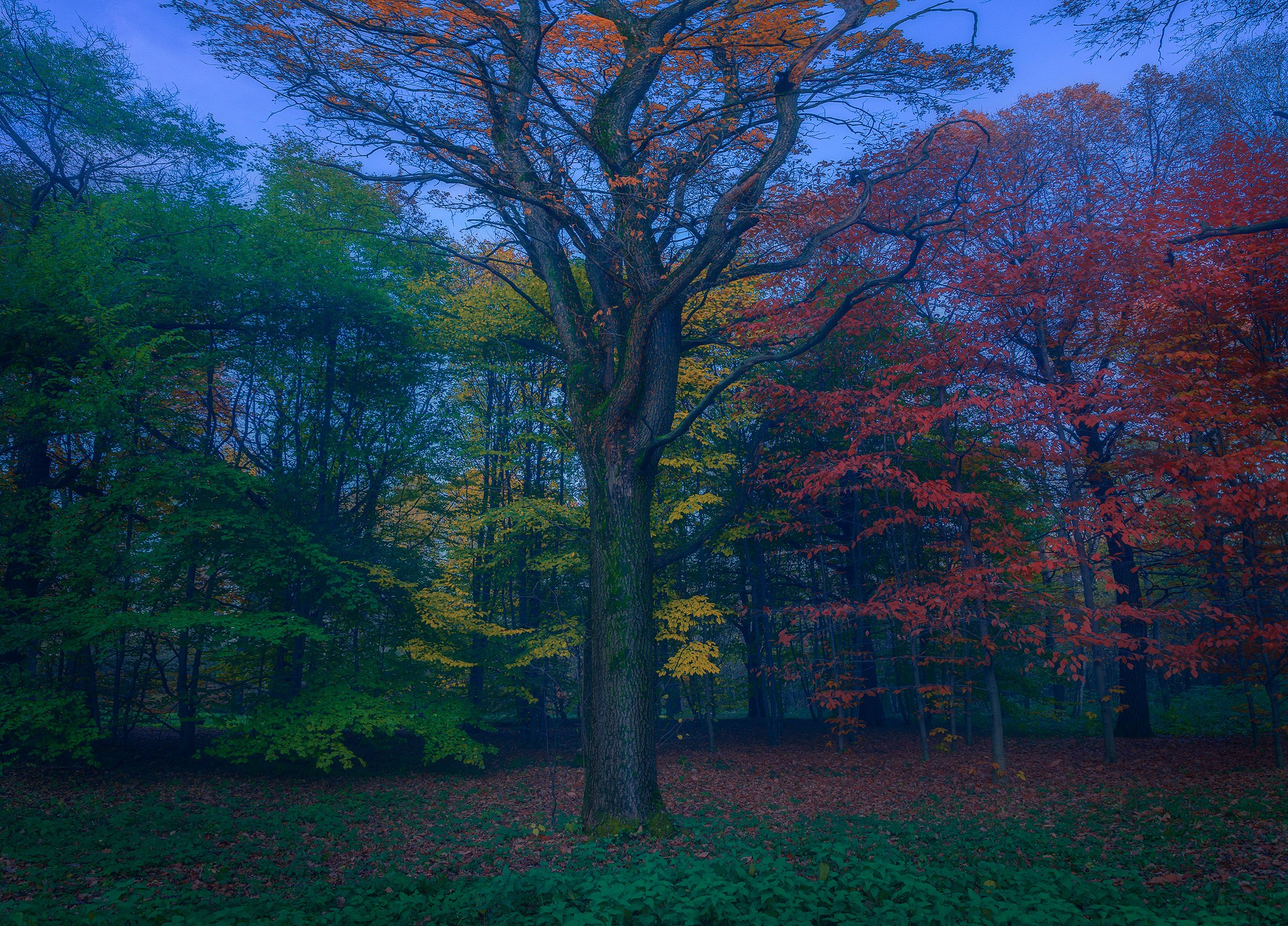 Volkovart.ru forest landscapes. Volkovart.online nature photography