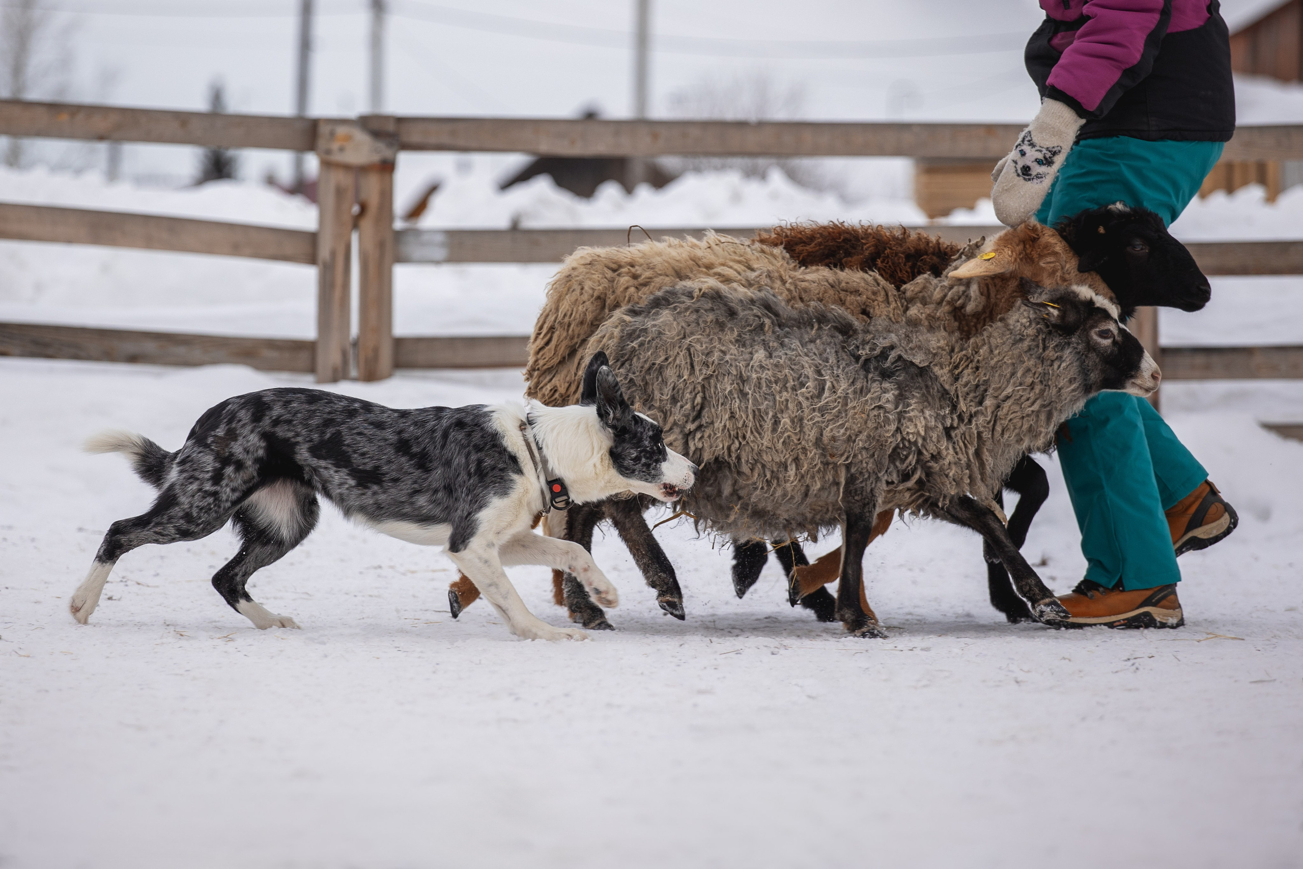 Инна и Тэмпи. YULA KOLESOVA | Фотограф — Анималист | Художник | Тюмень