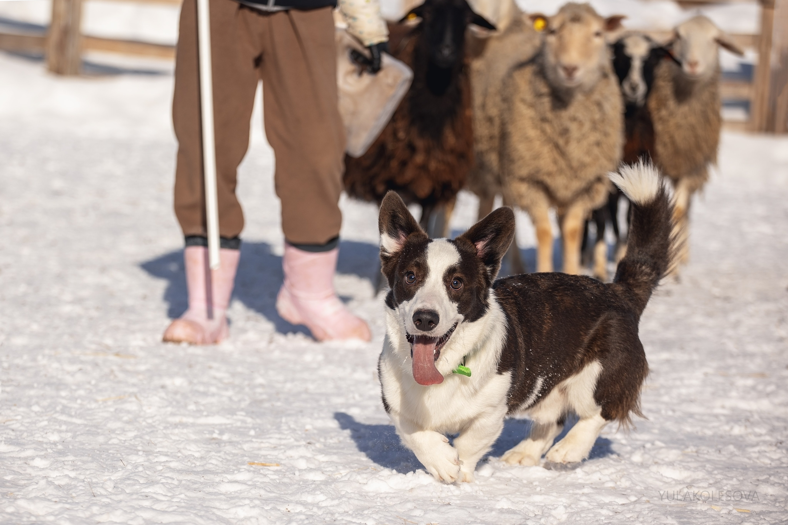 Коргитуса 2.03.2024. YULA KOLESOVA | Фотограф — Анималист | Художник | Тюмень