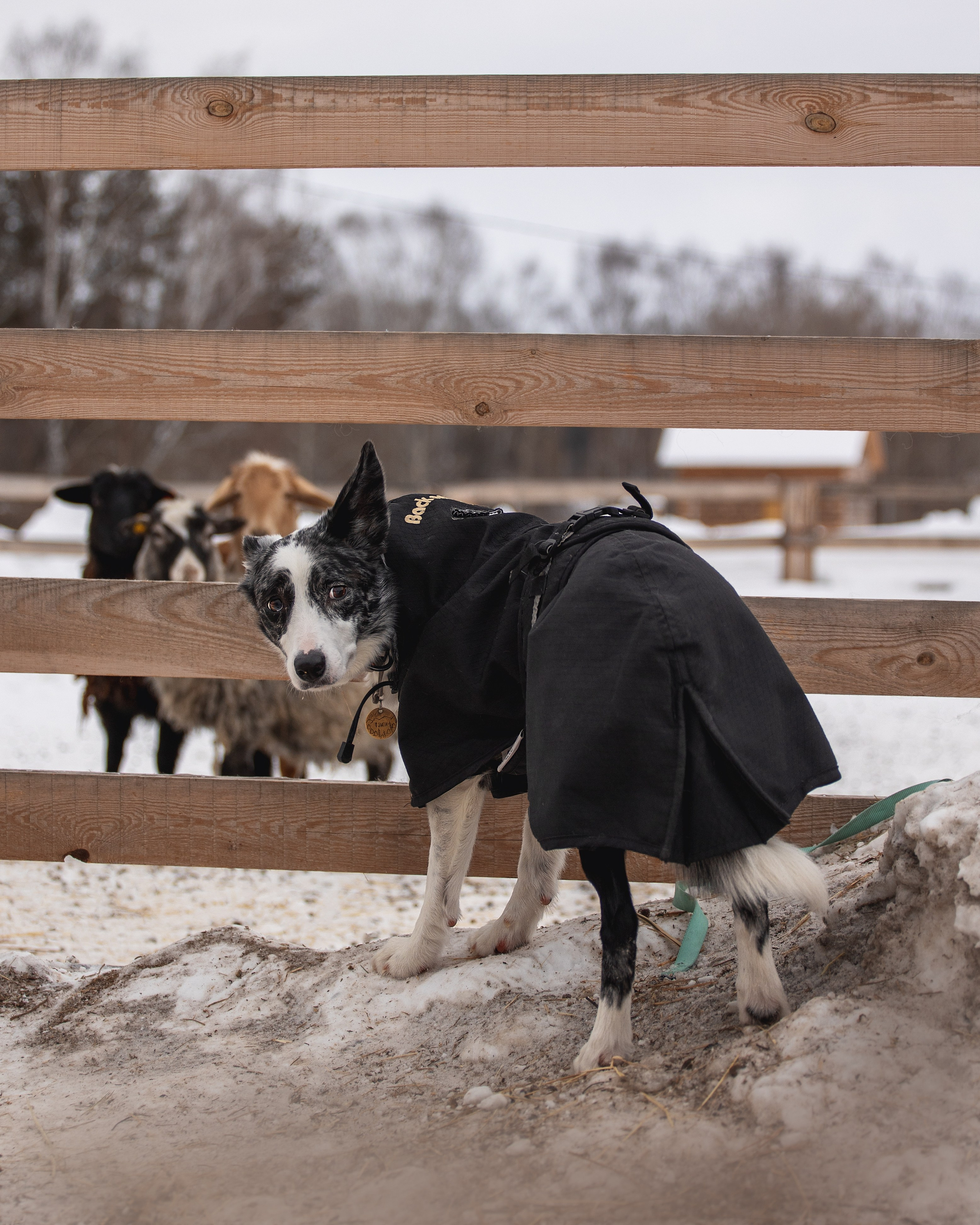 Инна и Тэмпи. YULA KOLESOVA | Фотограф — Анималист | Художник | Тюмень