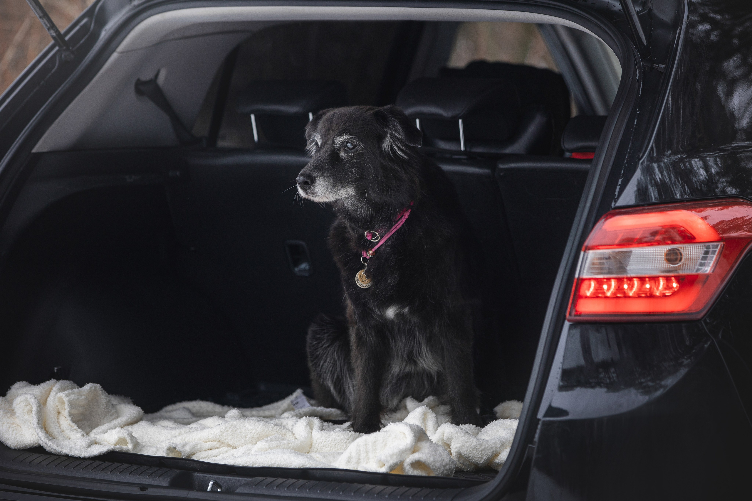Валя, Варя и Лада. Фотограф анималист в Москве Майорова Евгения