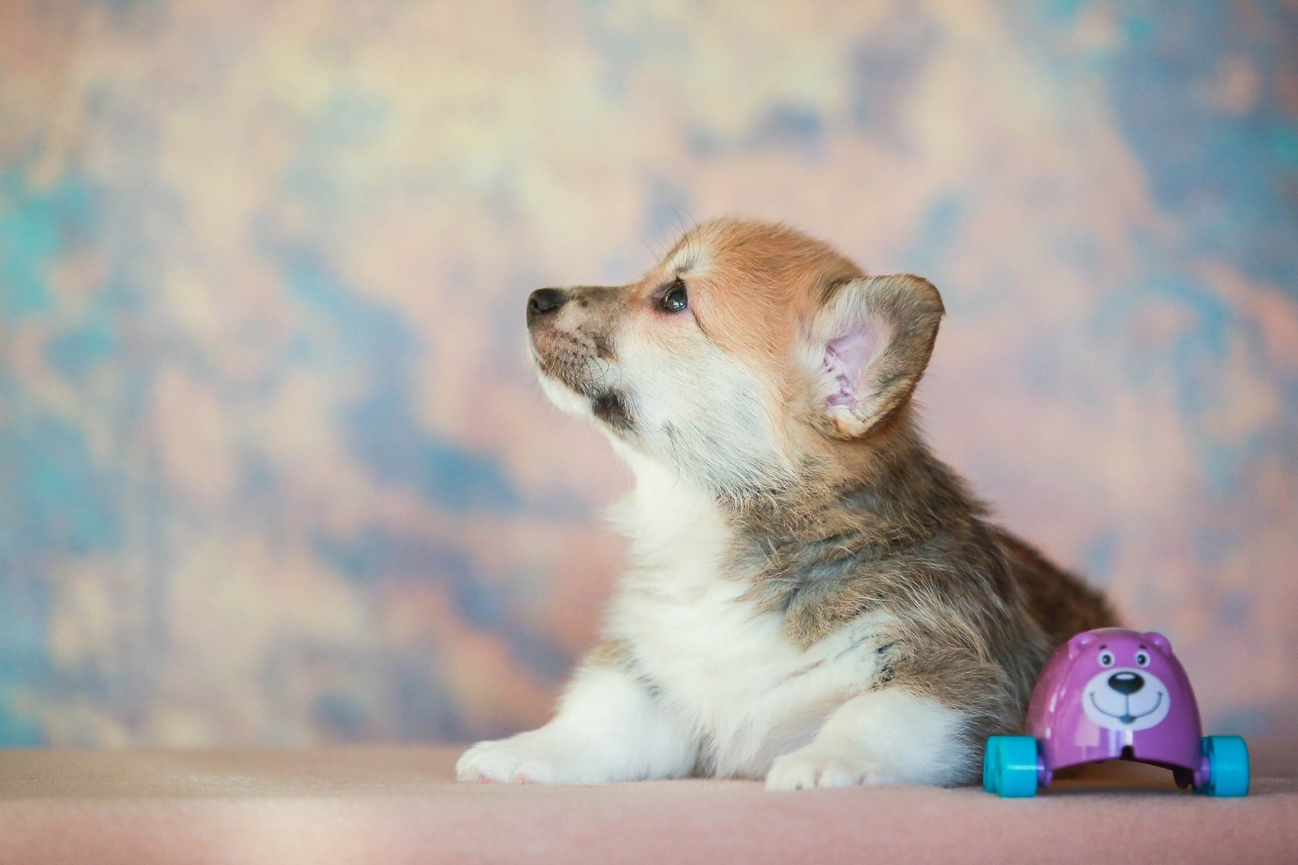 Щенки. Семейный и детский фотограф в Москве Мария Быкова