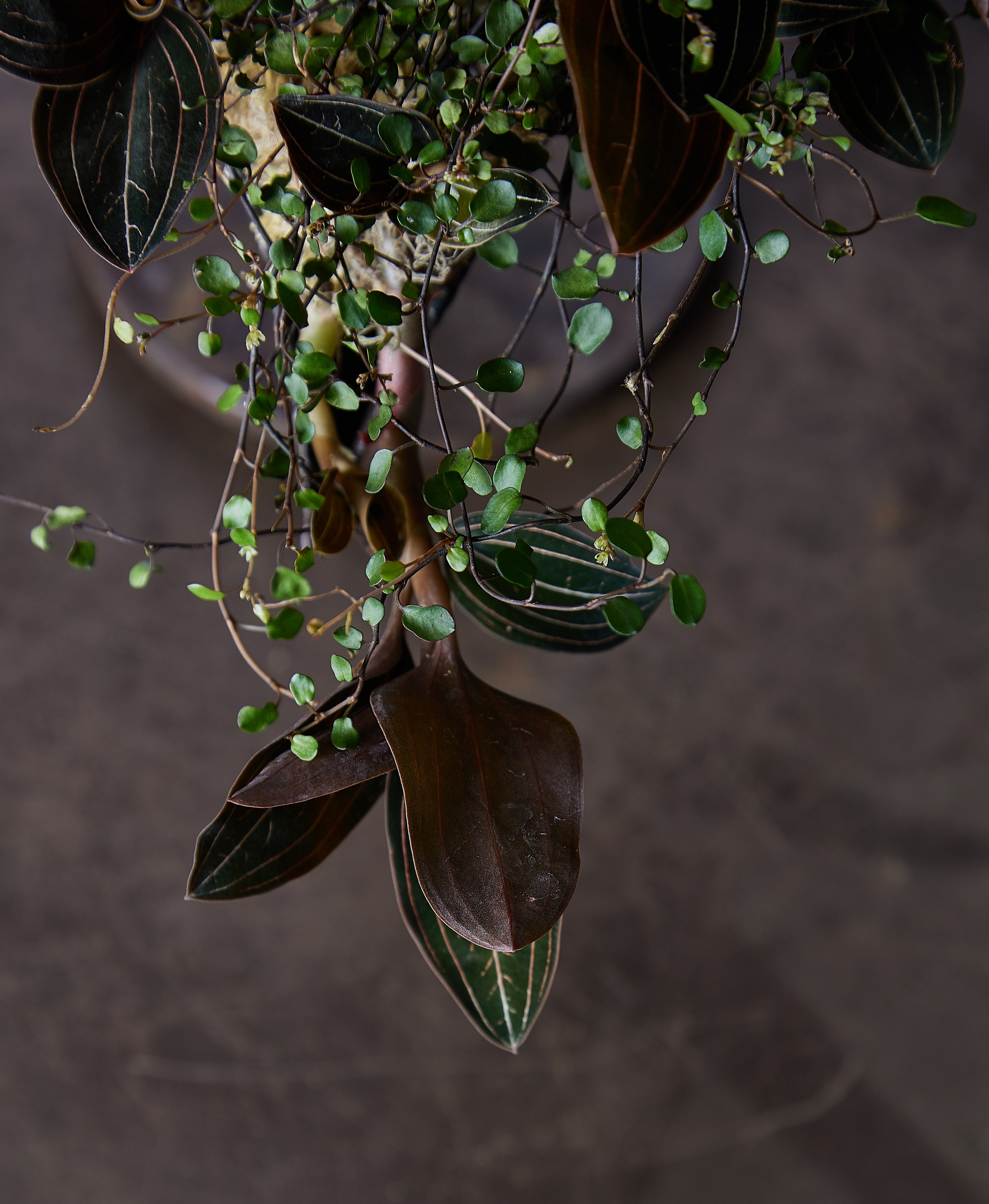 Mikhail Glazkov, phitodesigner. Maria Poleshchuk, commercial photographer in Sydney