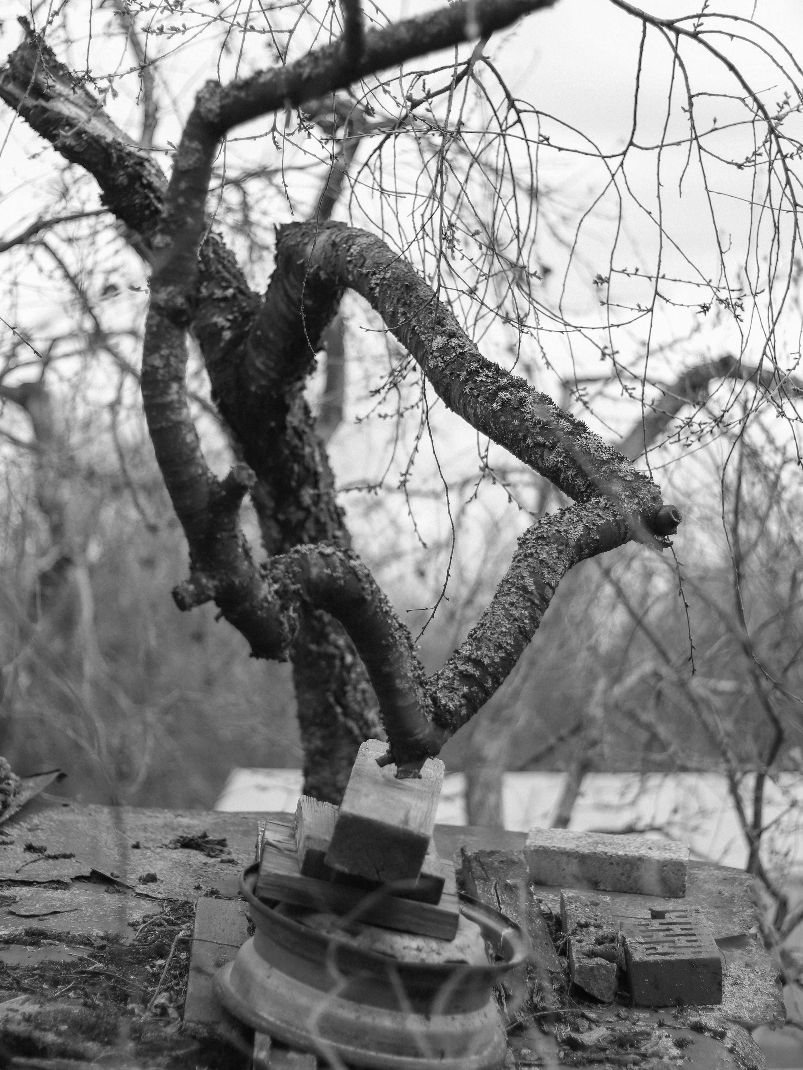 Garden against time. Фотограф и исследователь фотографии из Санкт-Петербурга Елизавета Веприцкая