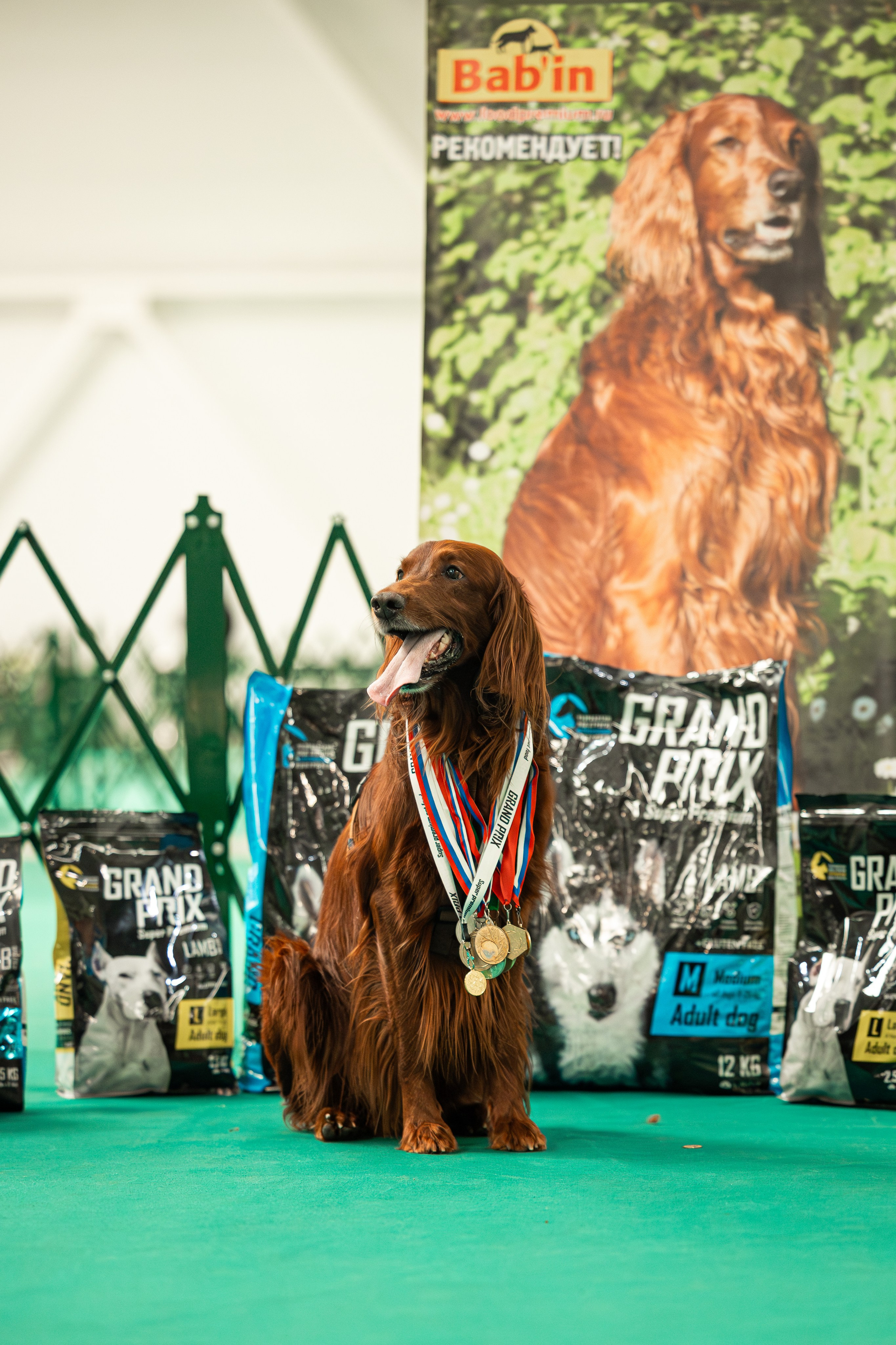 Выставка сеттеров 19.05.24