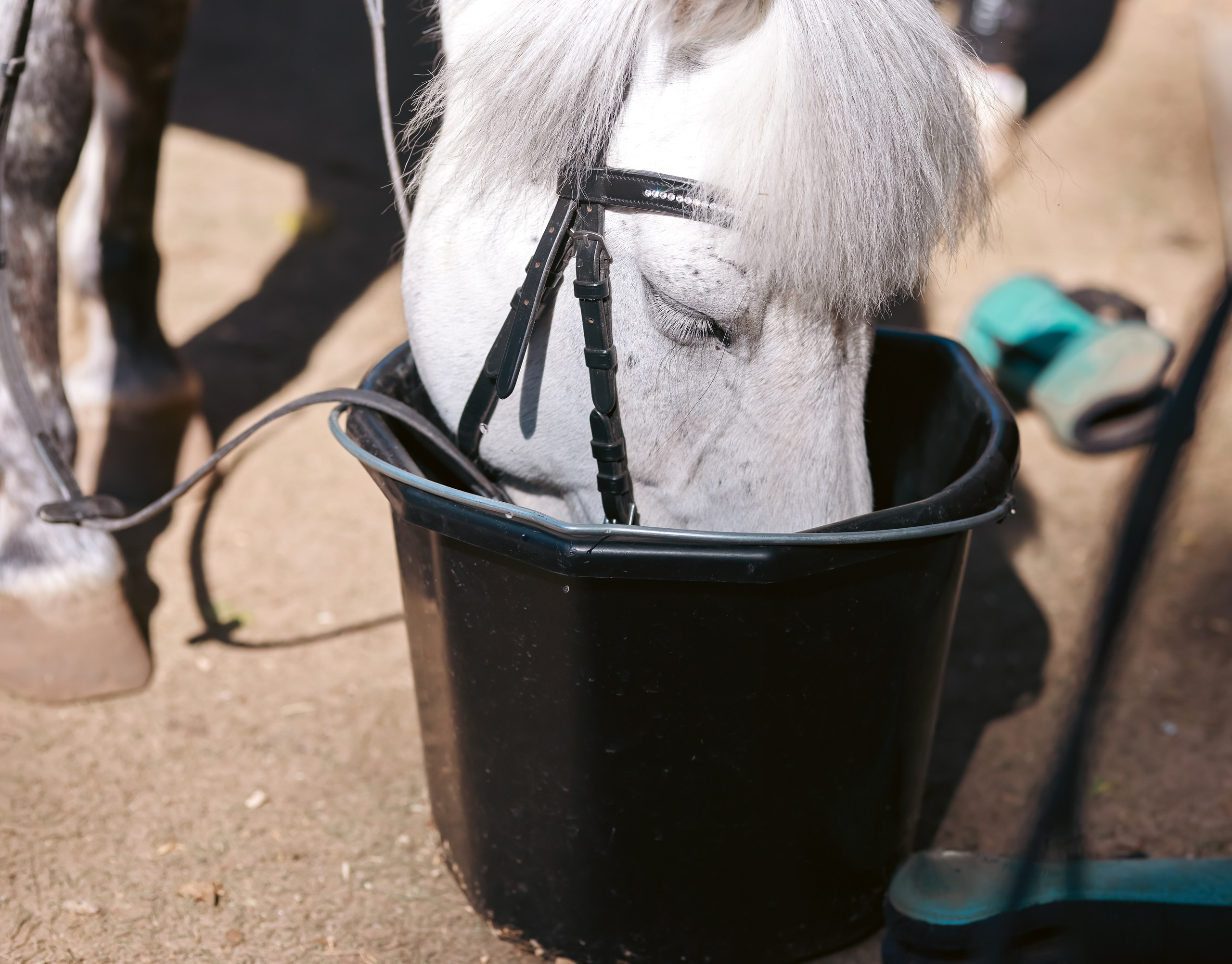 Корпоратив на конюшне. Фотограф репортажей и стритфотосессий в Москве Людмила Смирнова