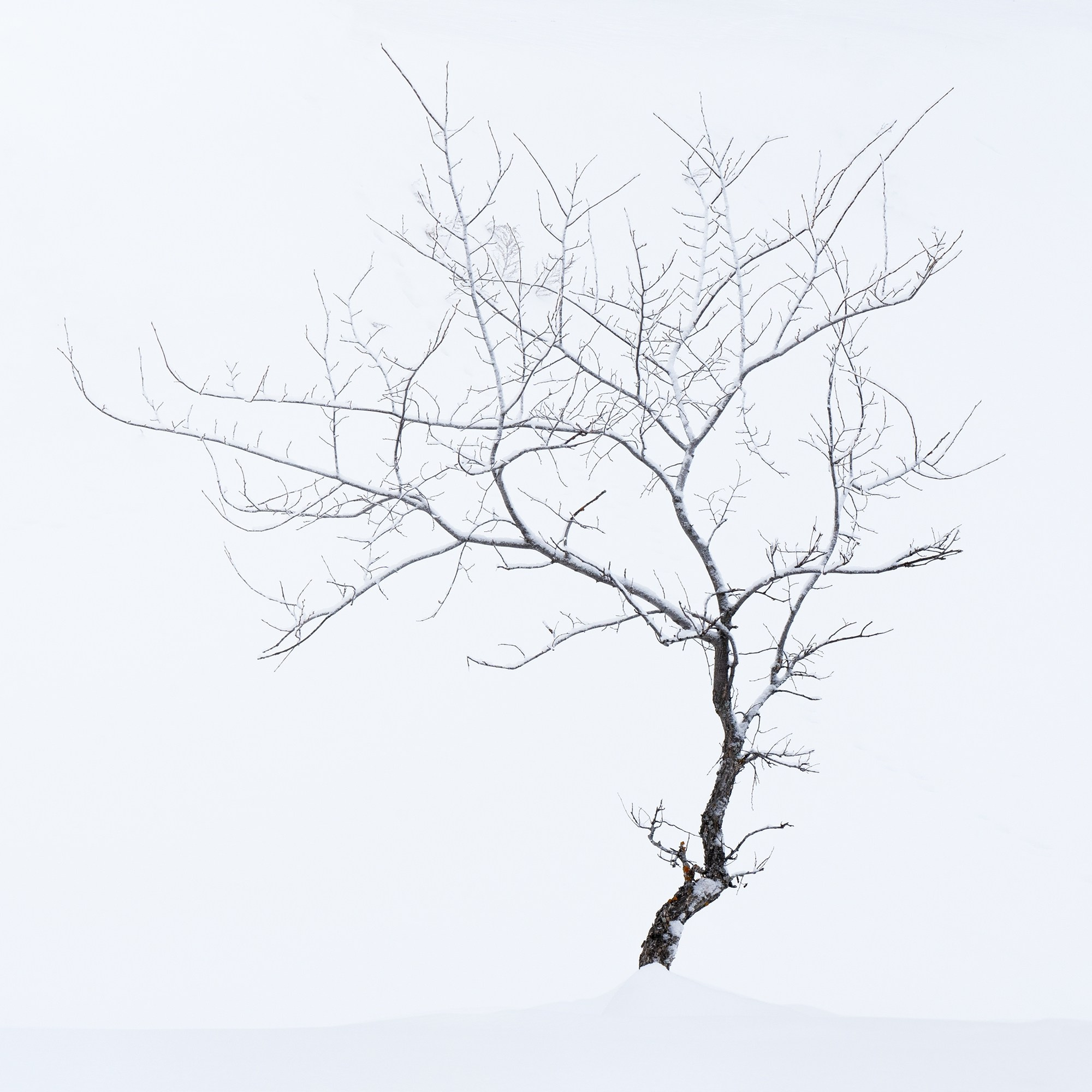 Зимний лес. Пейзажный фотограф Руслан Лукманов