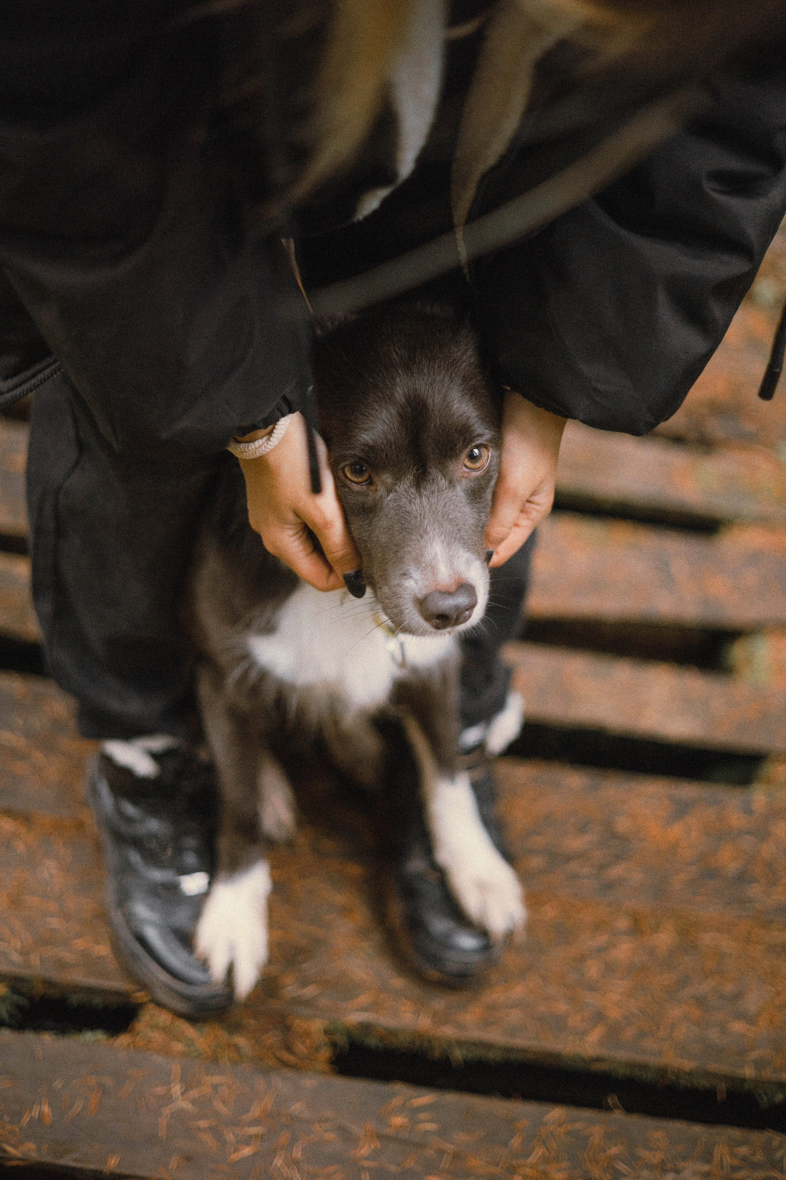 Даша и Дже. Фотограф-анималист Богданова Полина