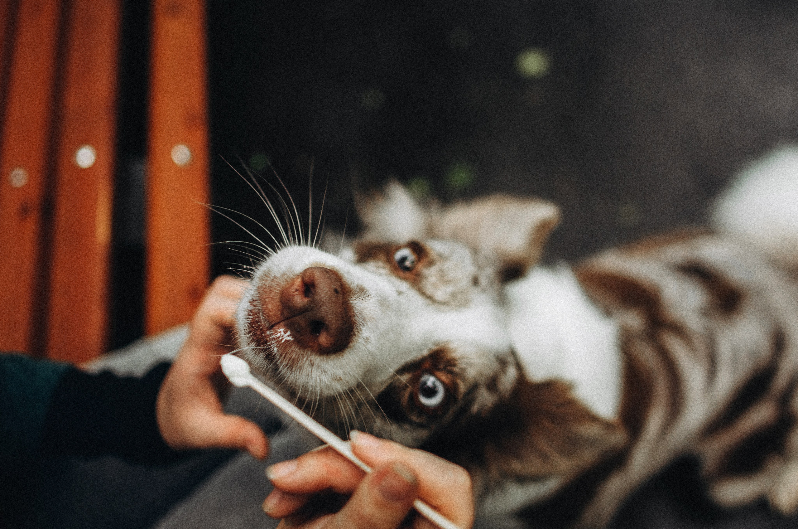 Алина и Бруна. Фотограф-анималист Богданова Полина