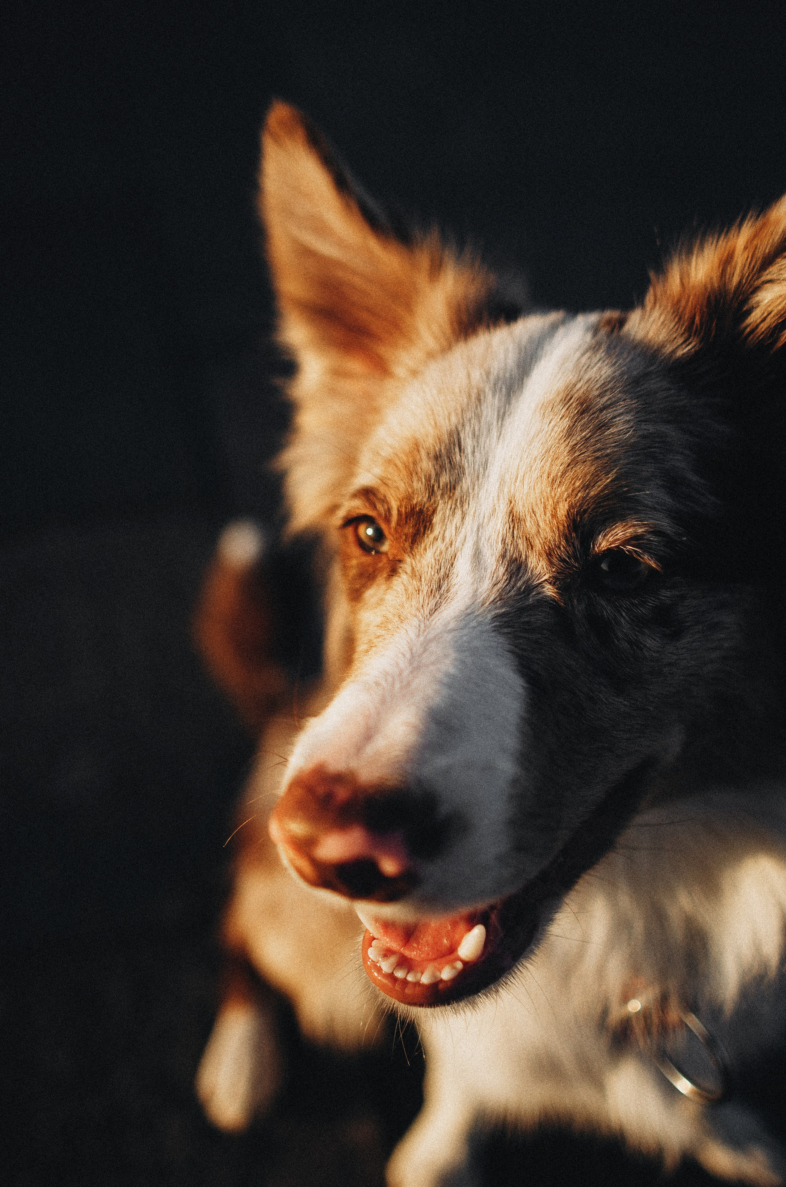 Аня и Дэймон. Фотограф-анималист Богданова Полина