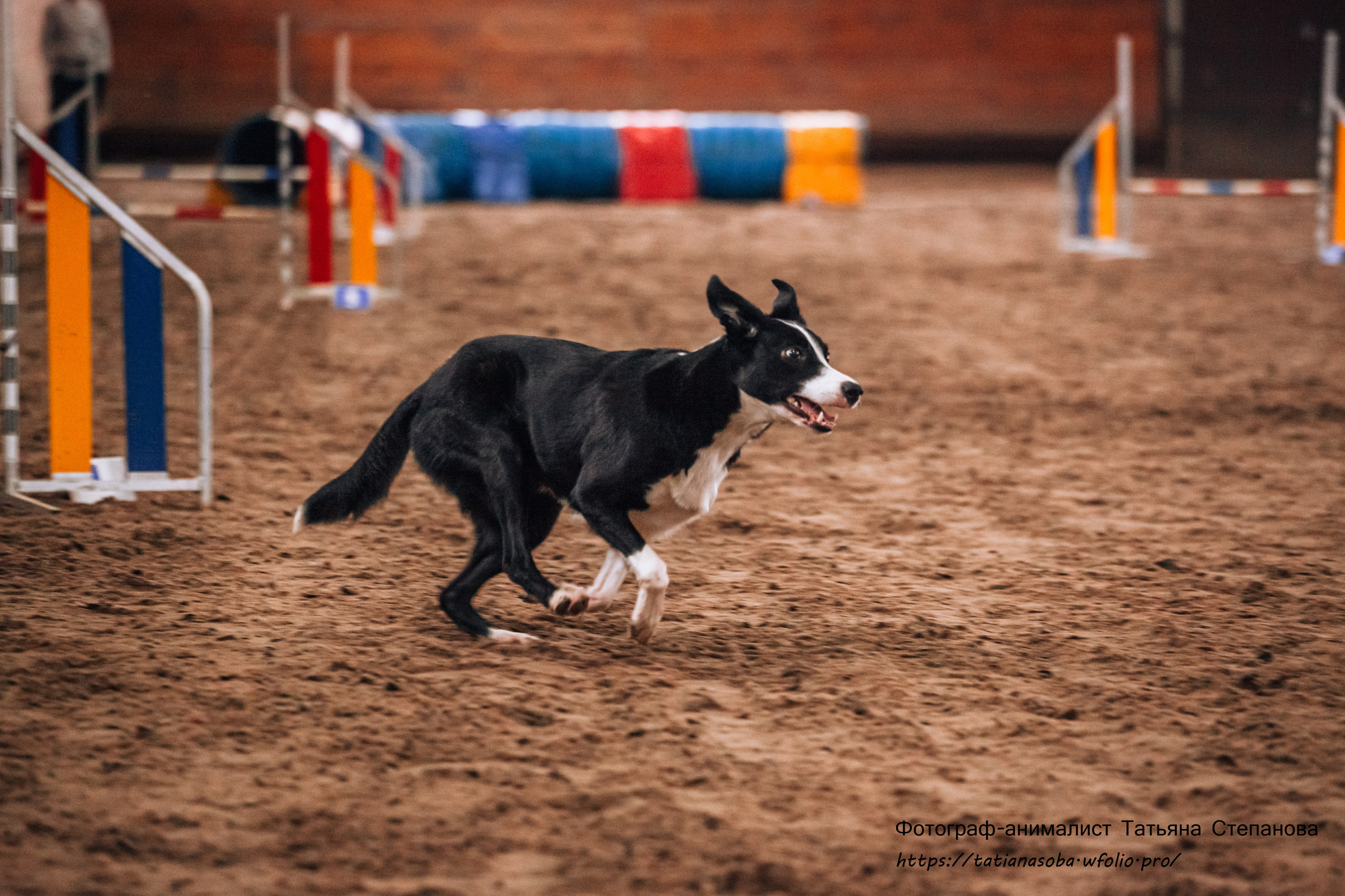 Соревнования по Аджилити 25.02.2024. Фотограф-анималист Татьяна Степанова