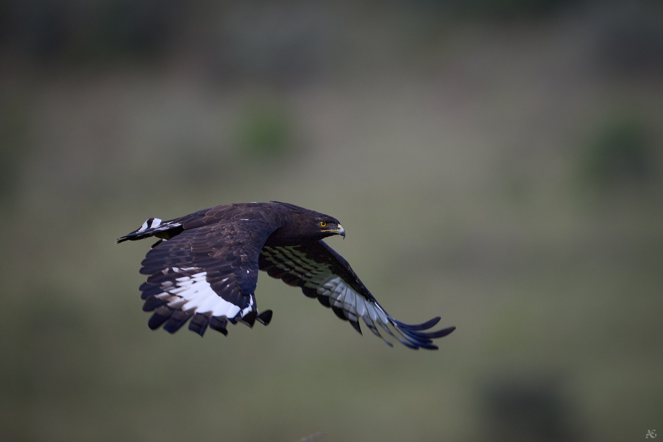 Хохлатый змееяд, он же Long-crested Eagle