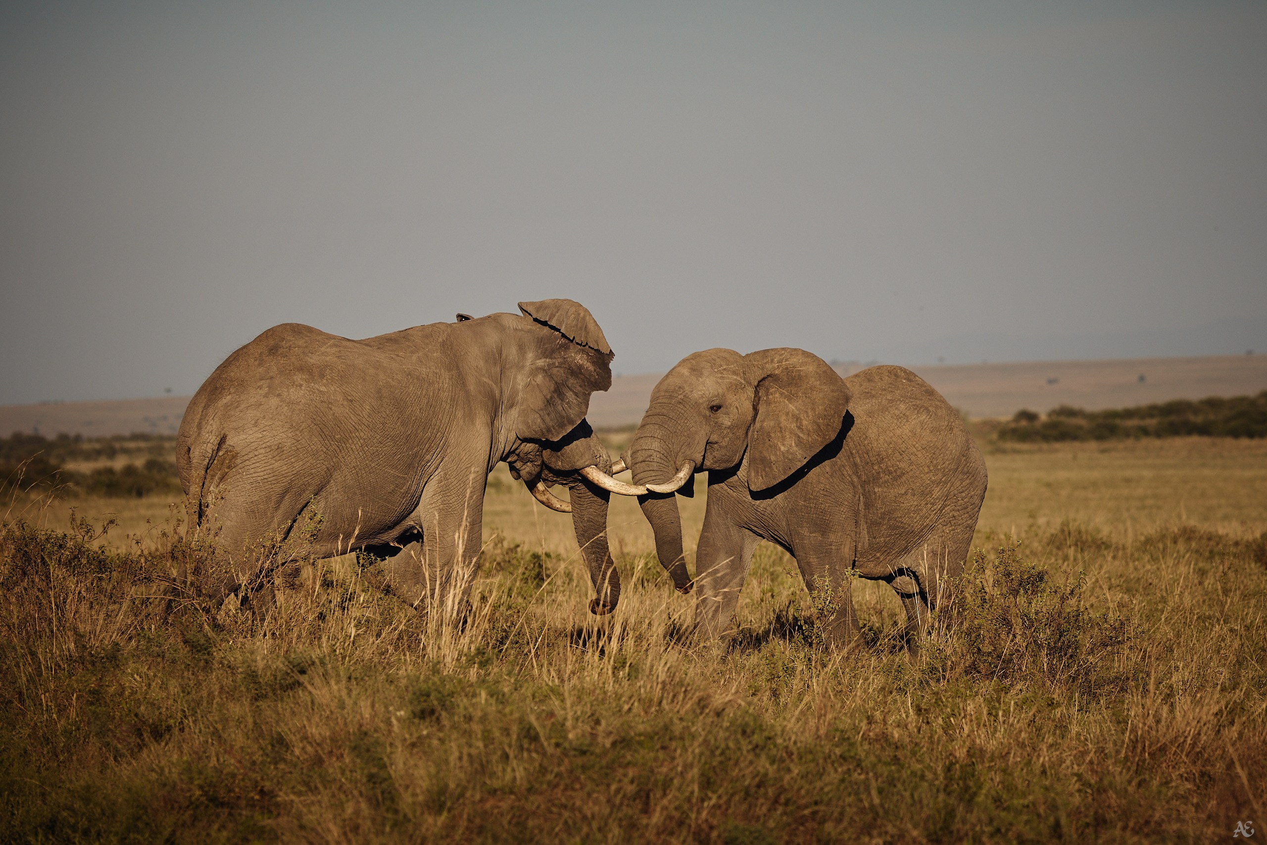 Бойцовые слоны