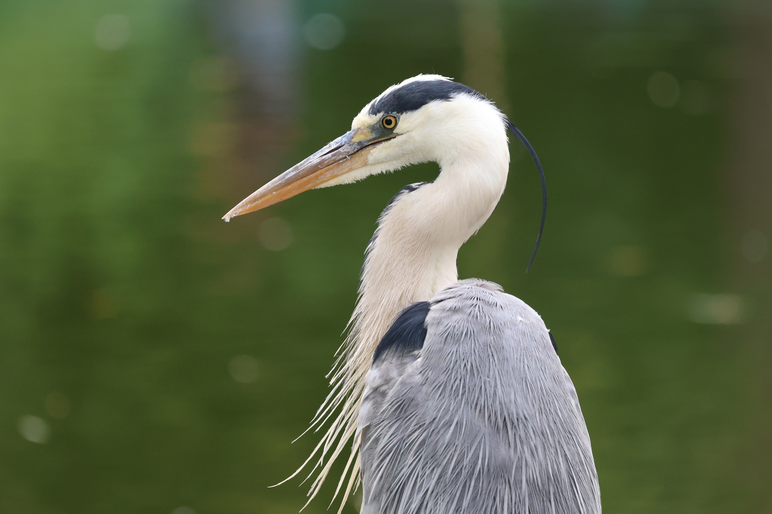 В мире животных. Фотограф Дмитрий Алексеев