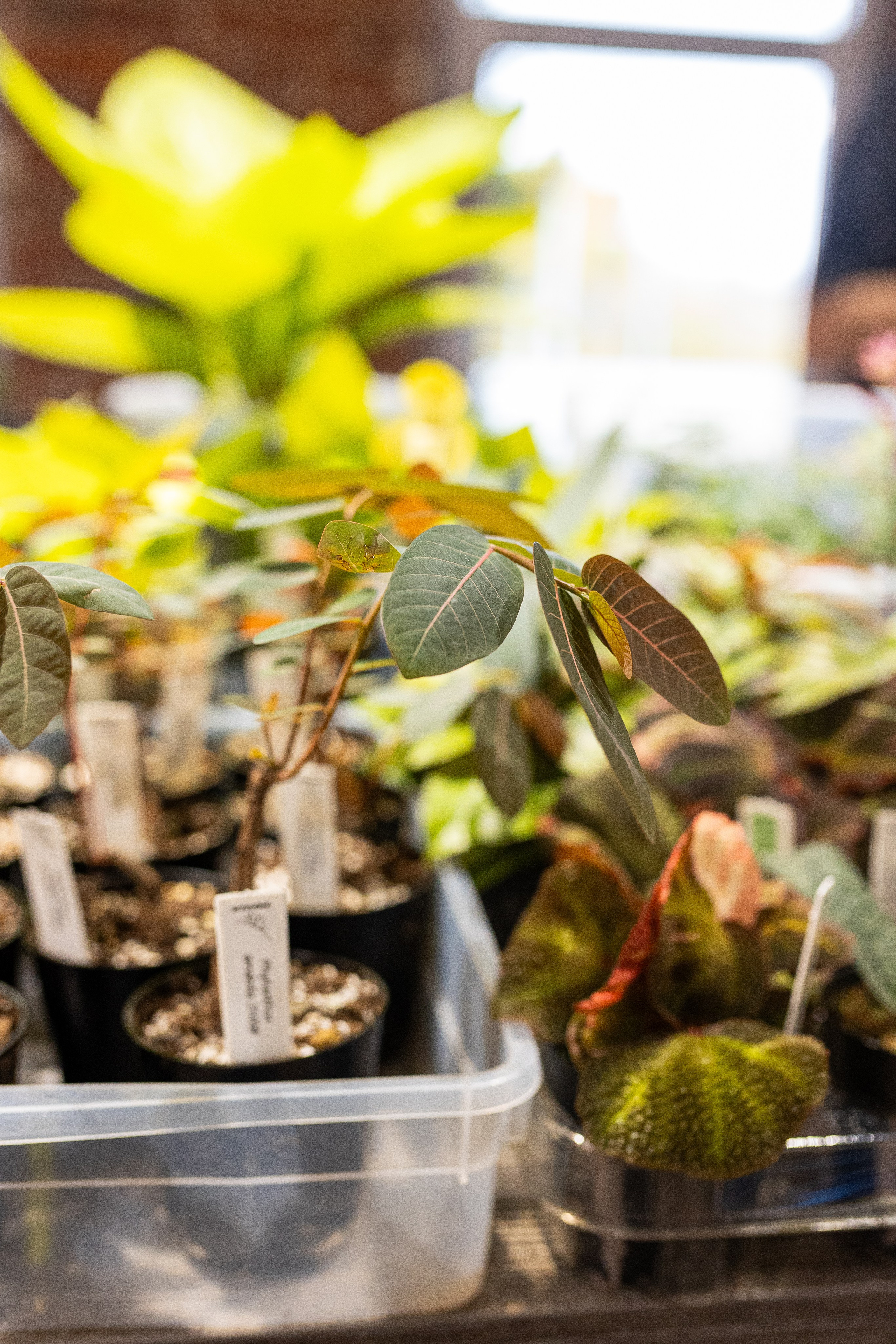 GreenRare ярмарка 2024. Александра Куликова фотограф, Москва