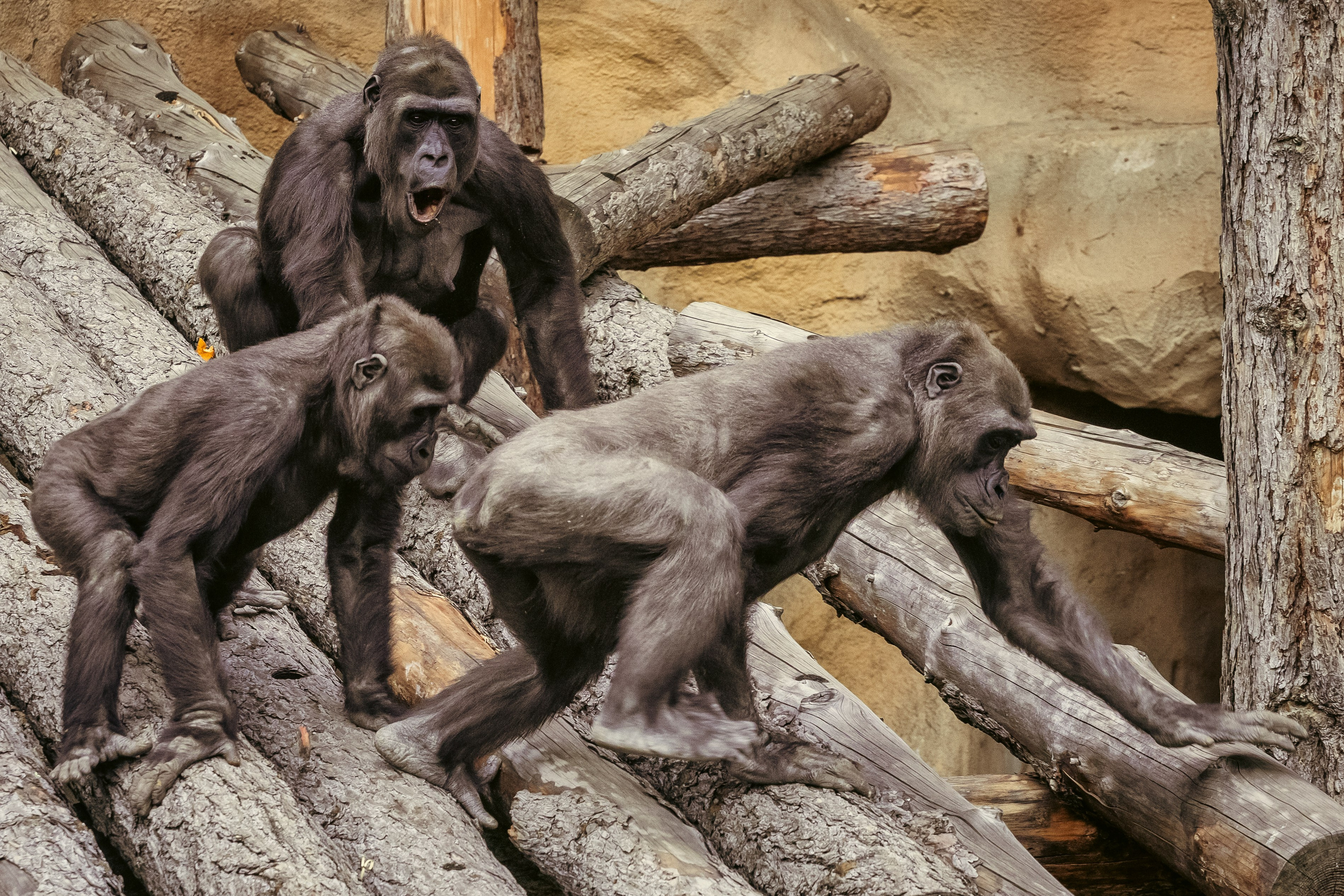 Зоопарк. Photomantis