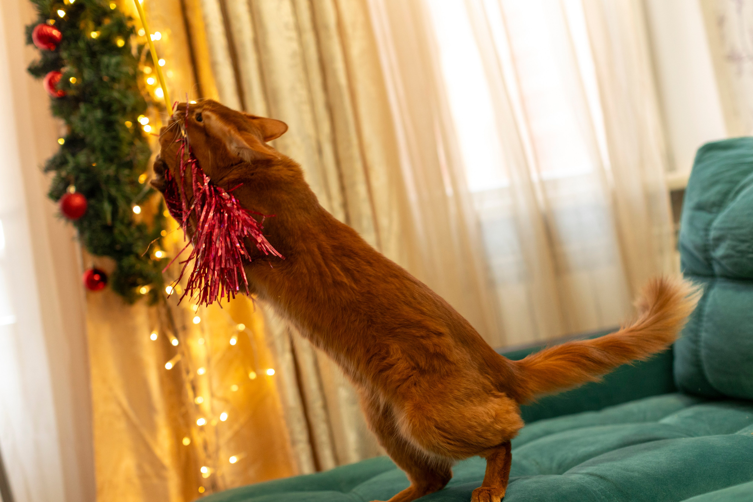 Сомали. Art my Pho