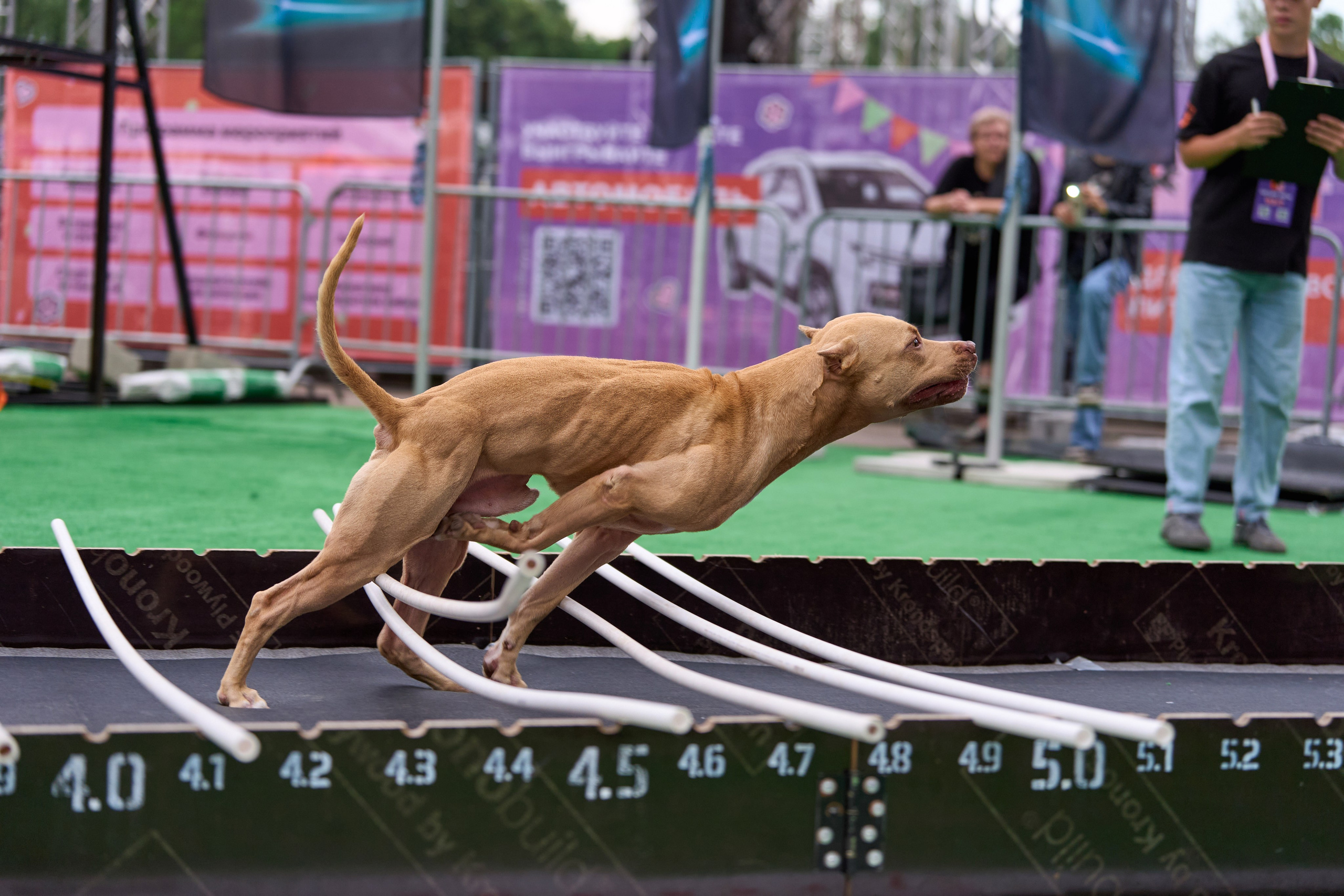 4 лапы Фест. Многоборье. Фотограф-анималист Михаил Манухин